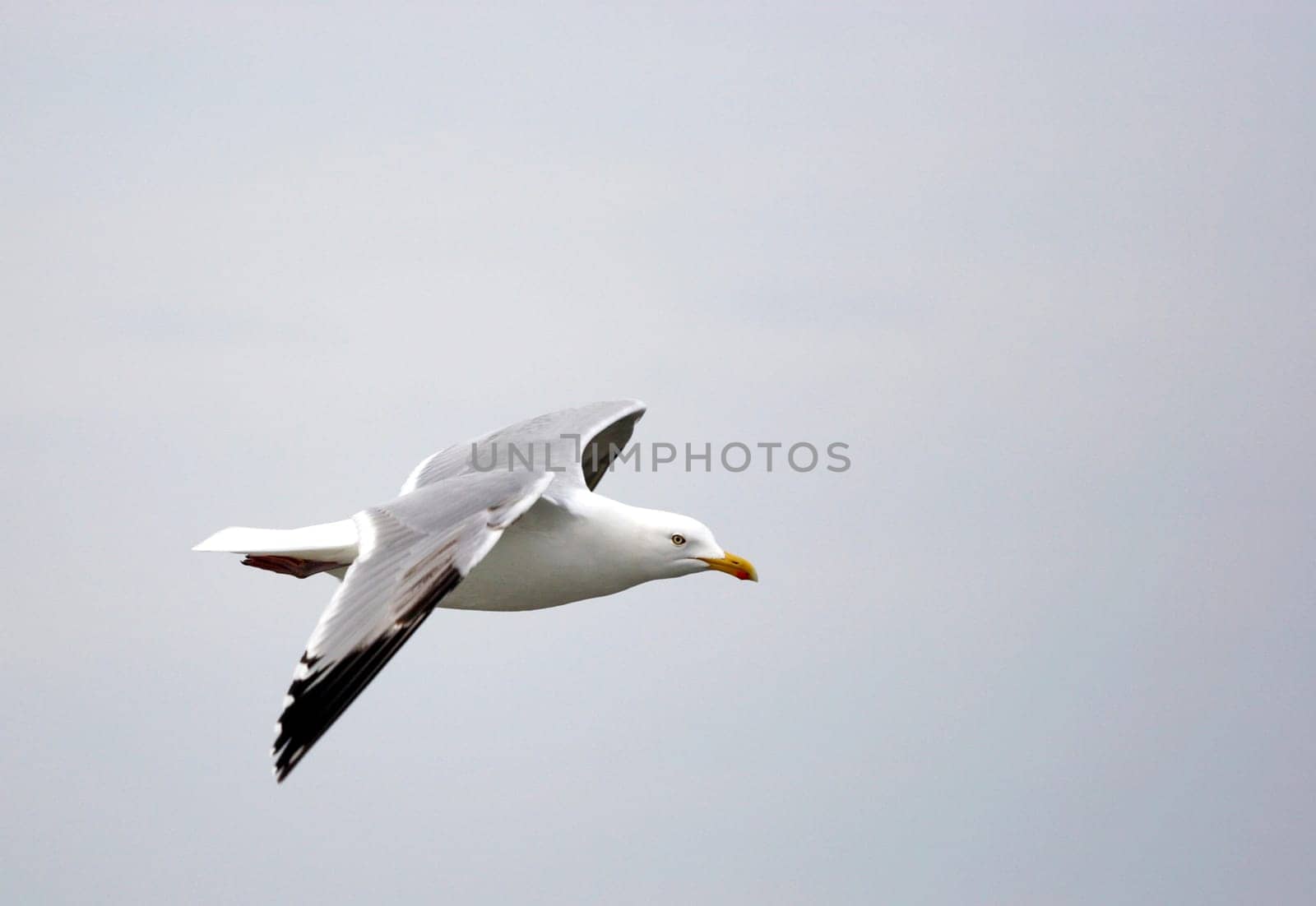 Seagull II