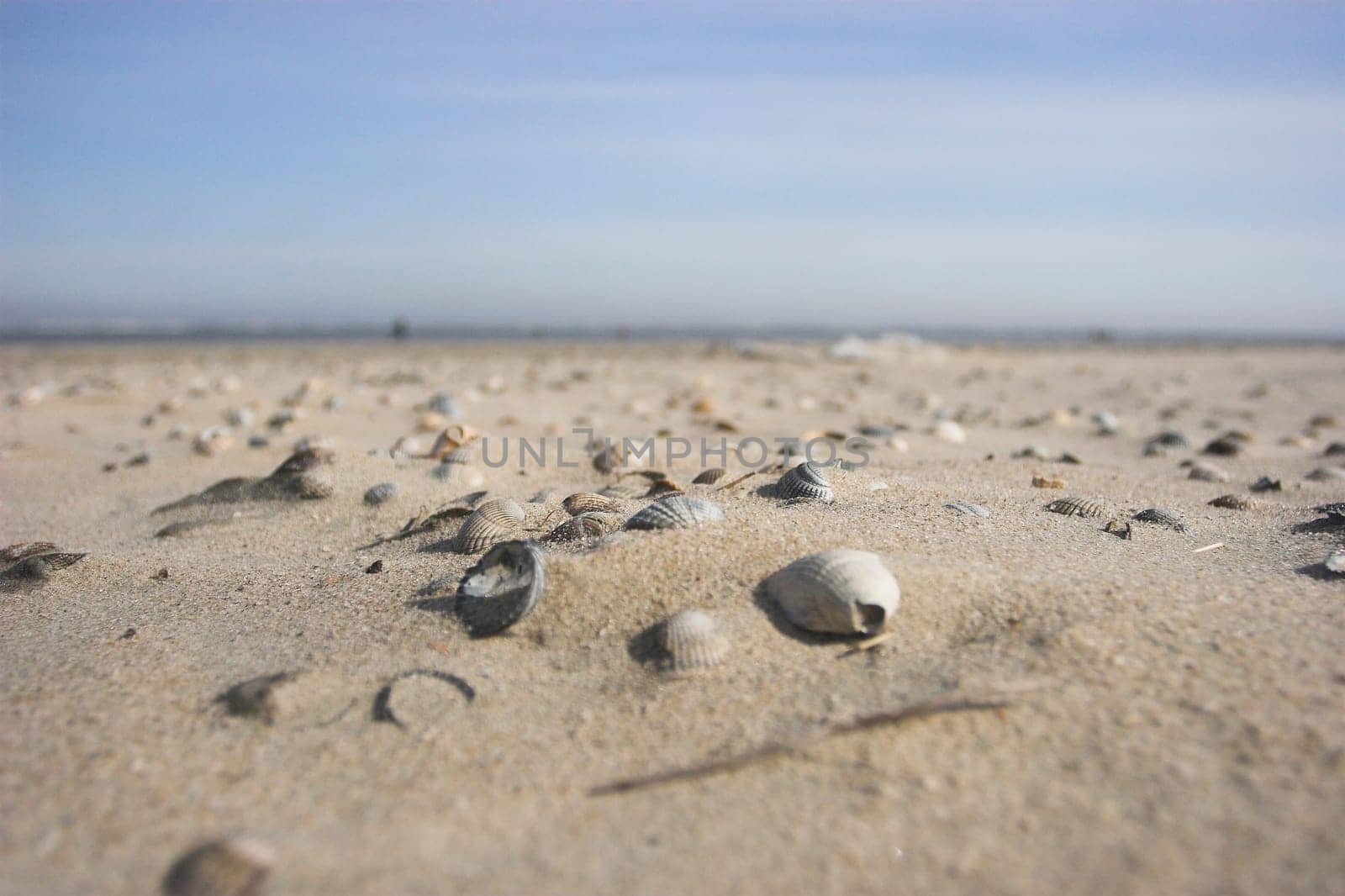 Shell beach