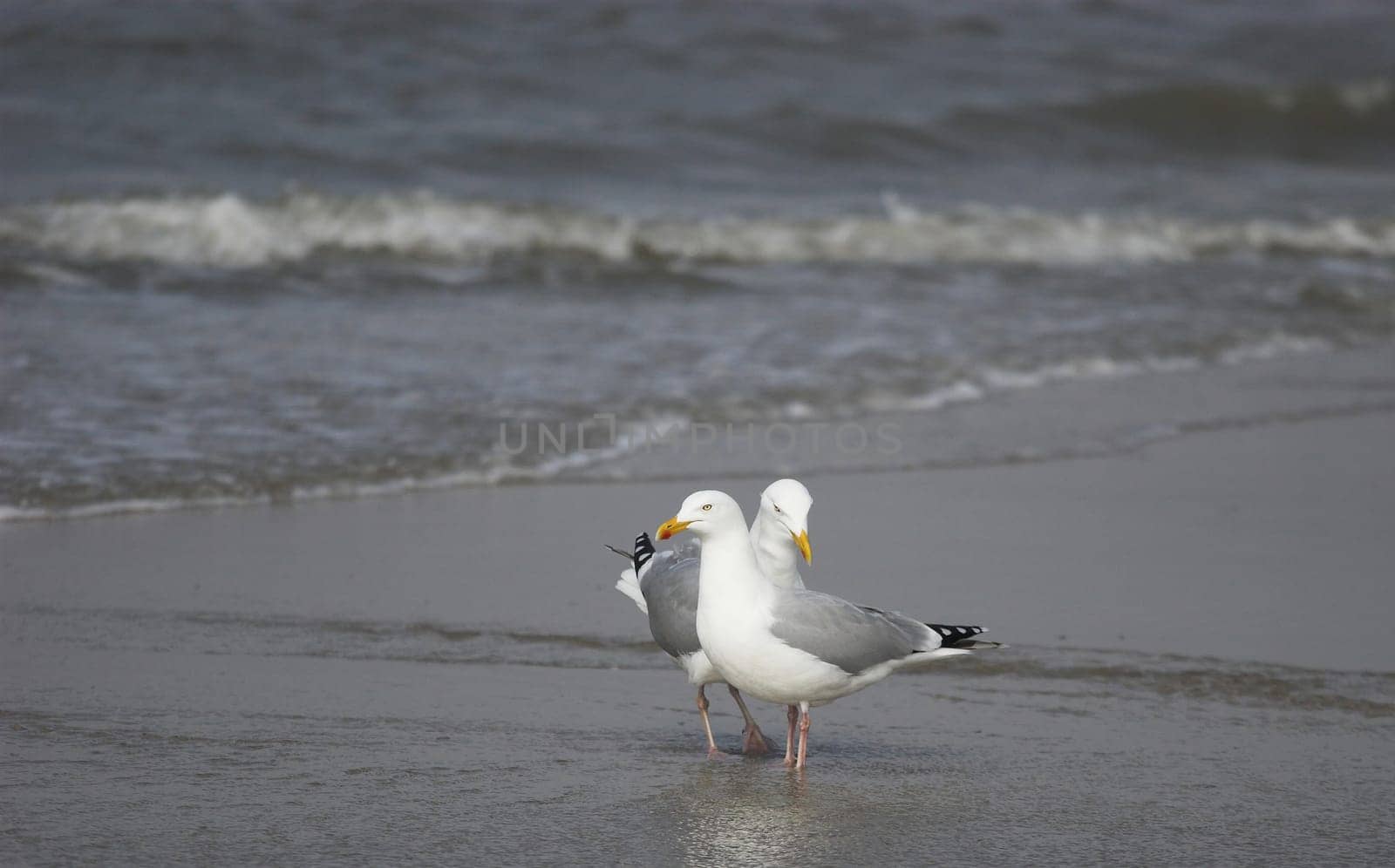 Pair of seagulls