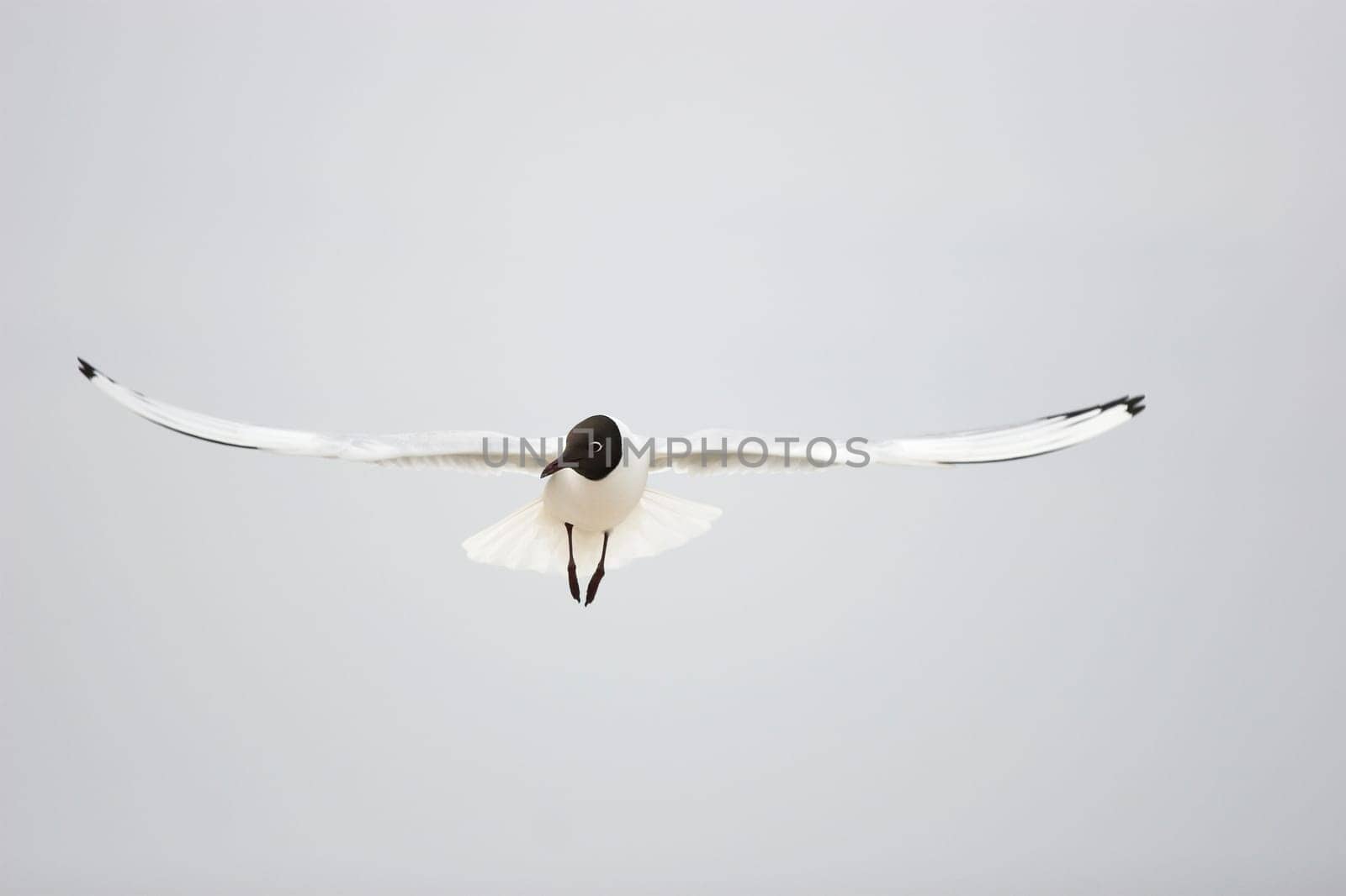 Black-headed Gull
