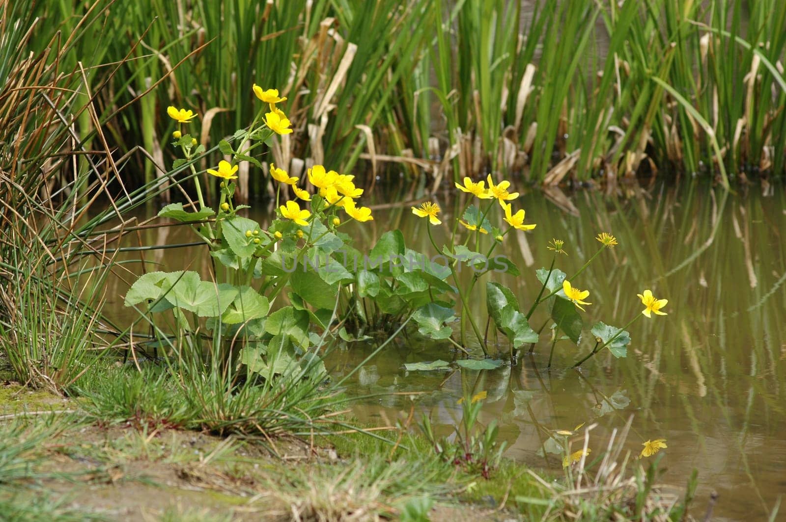 Marsh yolk flower