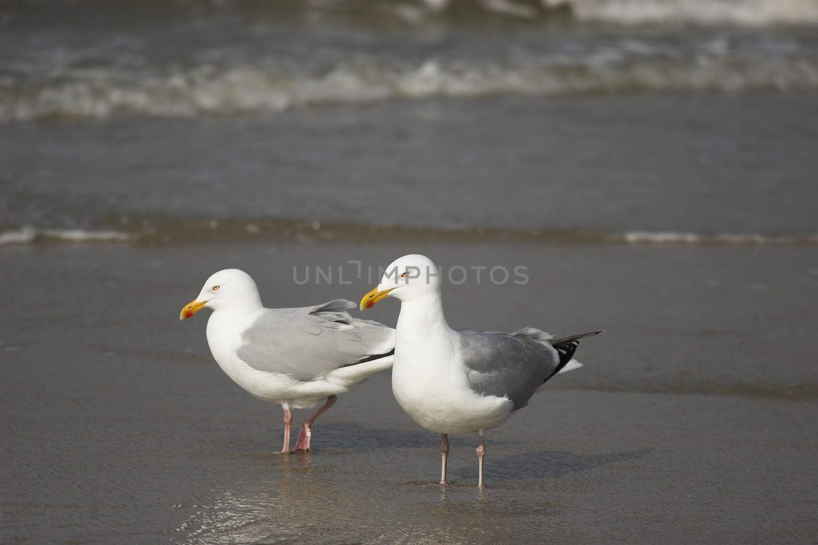 Gulls