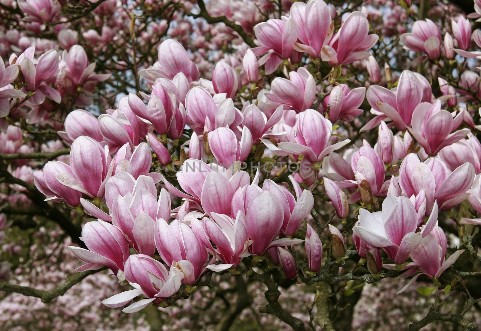 Magnolia blossom