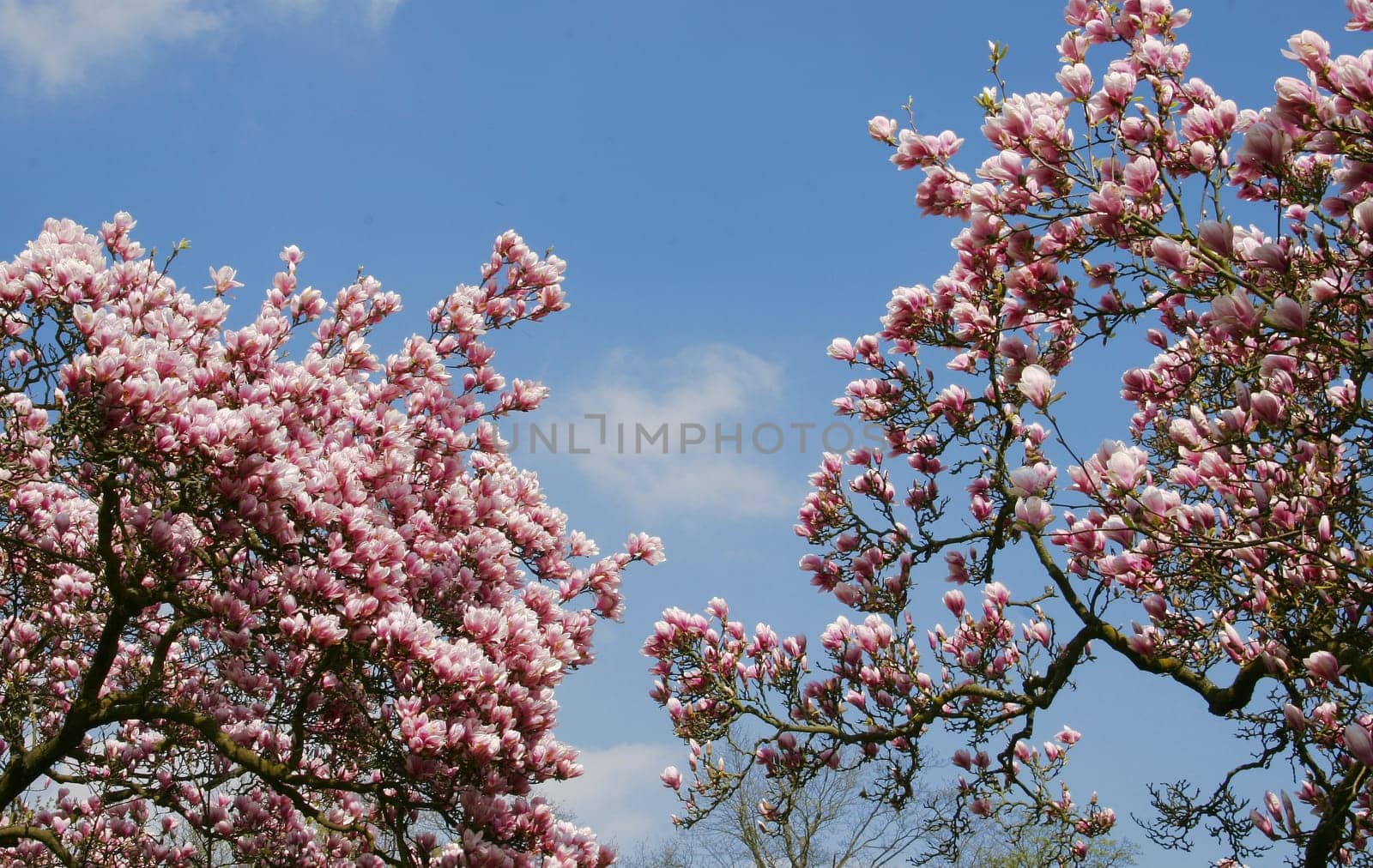 Magnolia blossom