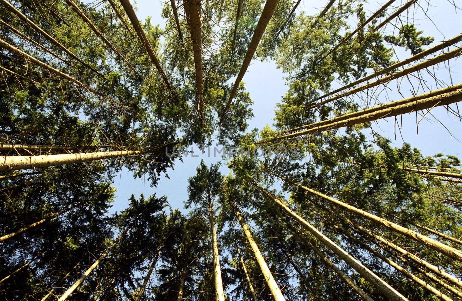 In the woods