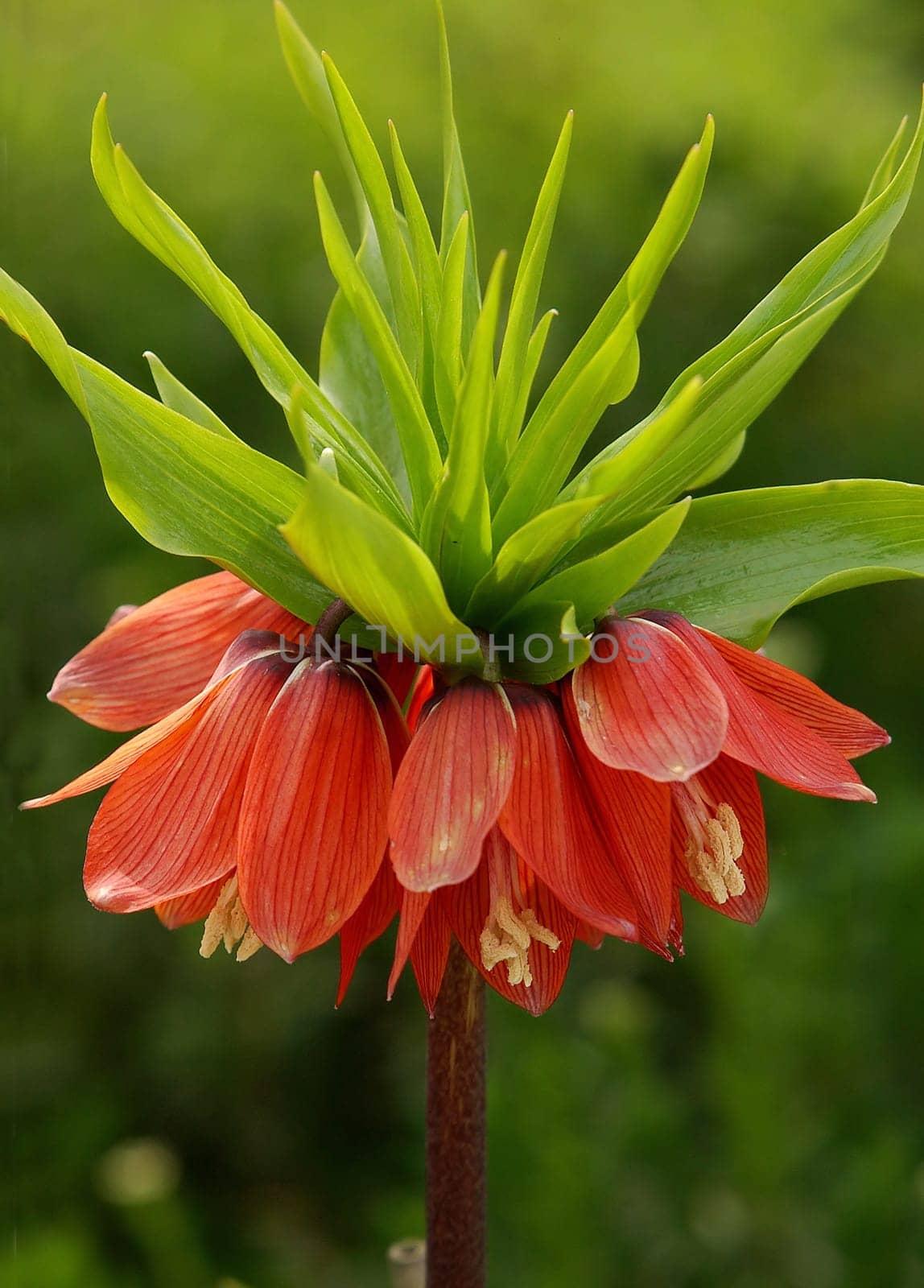 Fritillaria imperialis in the backlight