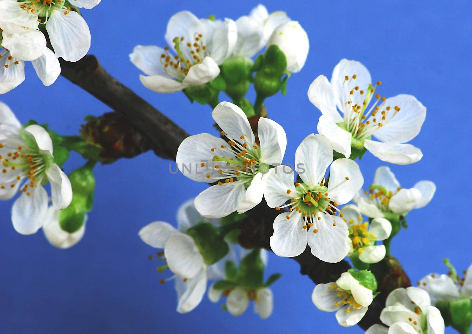 Cherry blossom