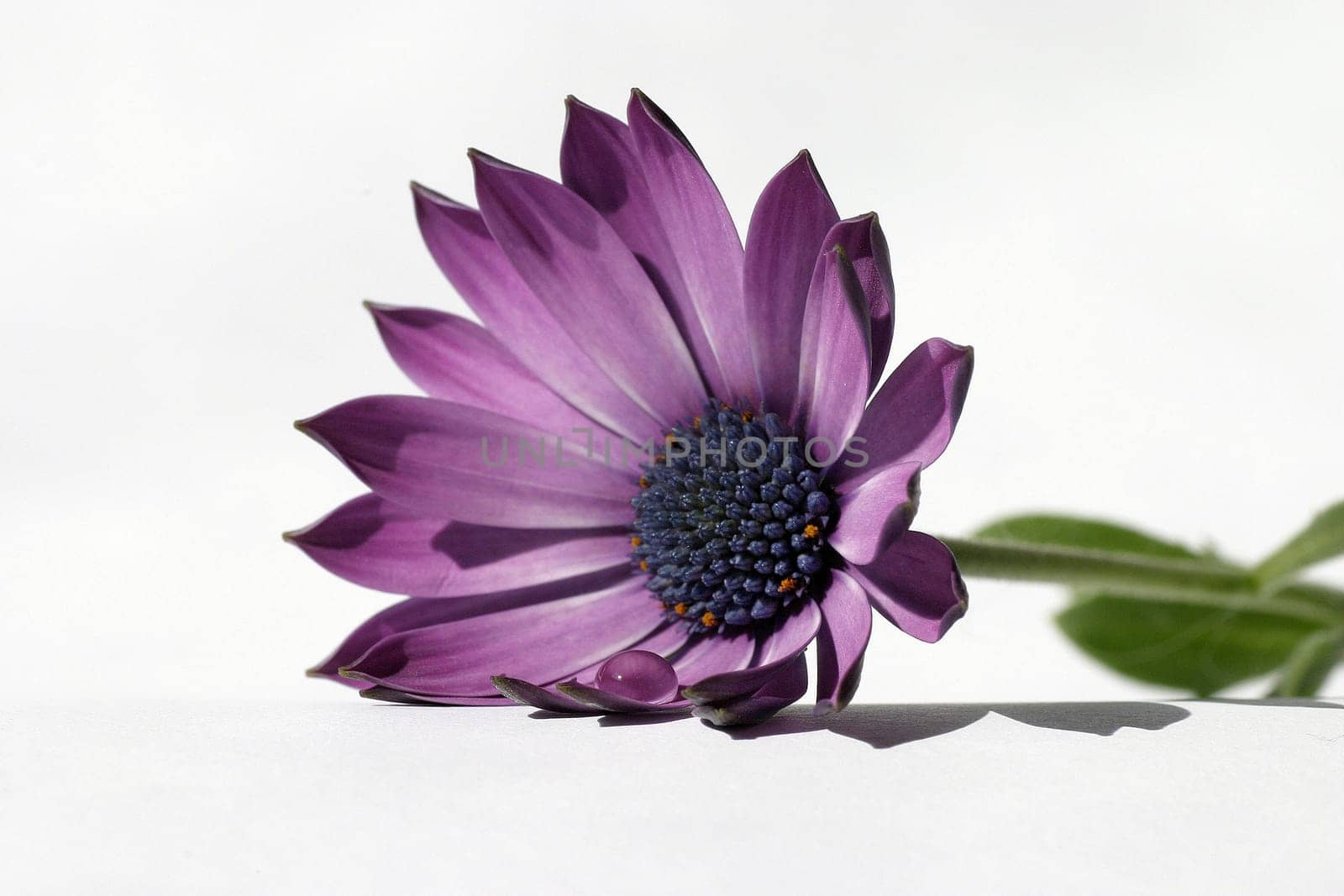 Chrysanthemum