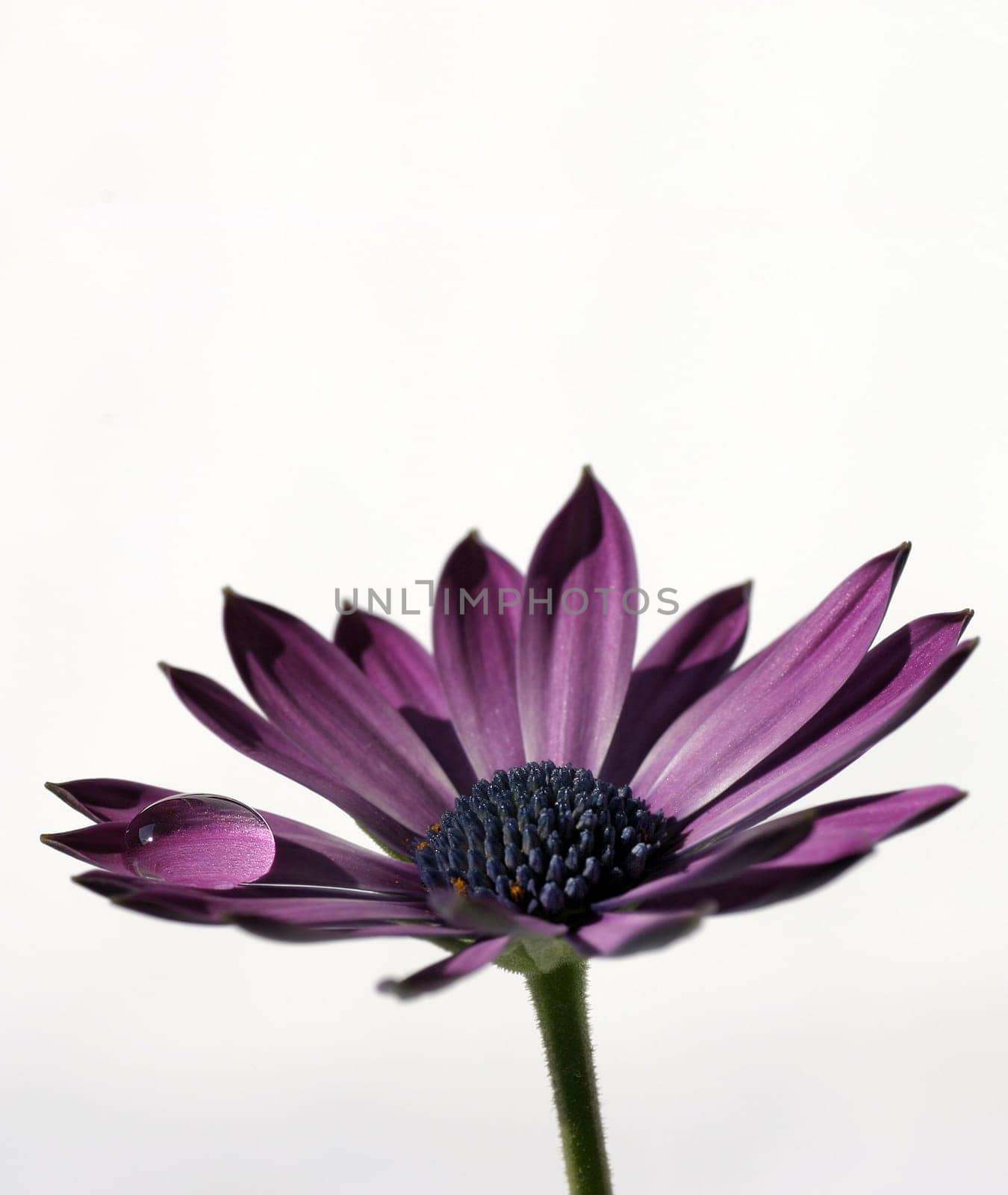 Purple - The Last Attempt