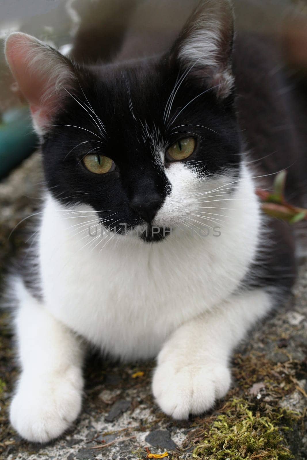 Cat's eye