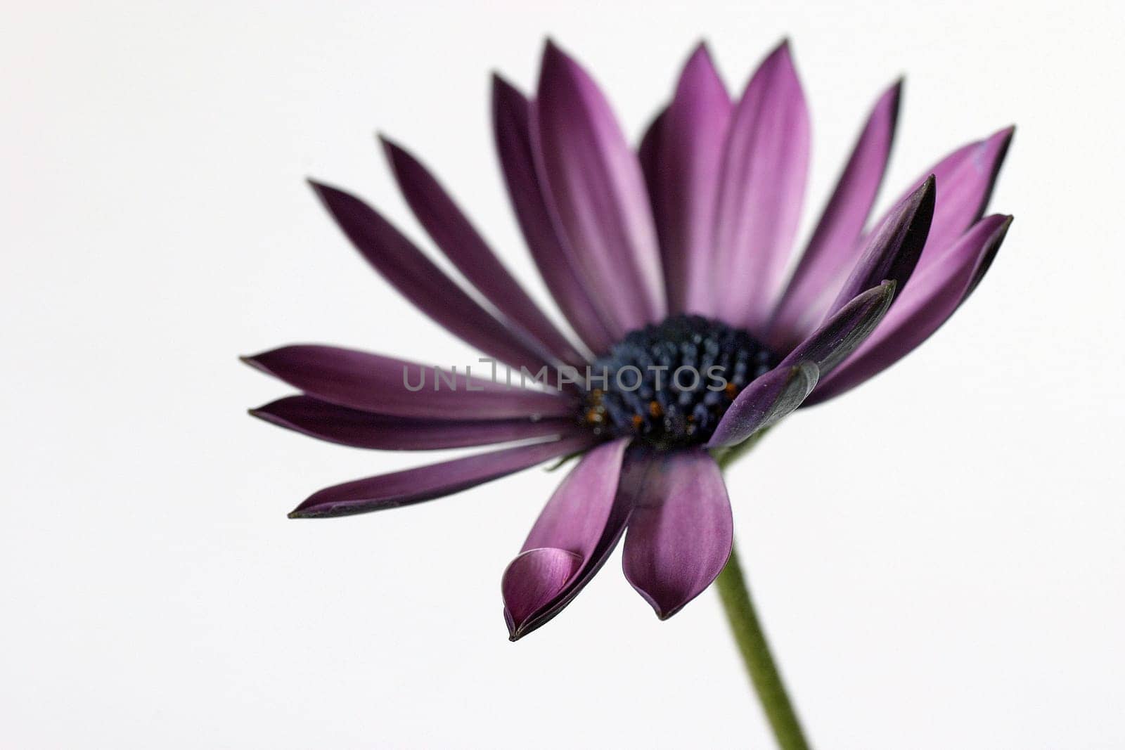 Another chrysanthemum