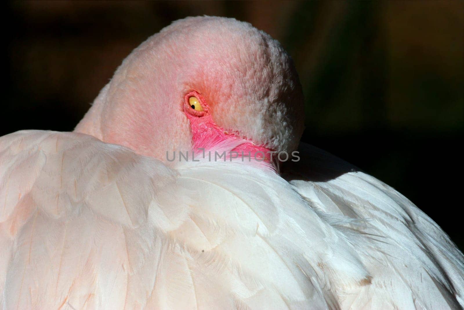 Dormant flamingo