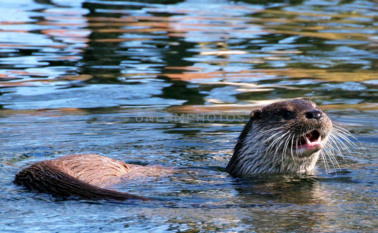 Outraged otter