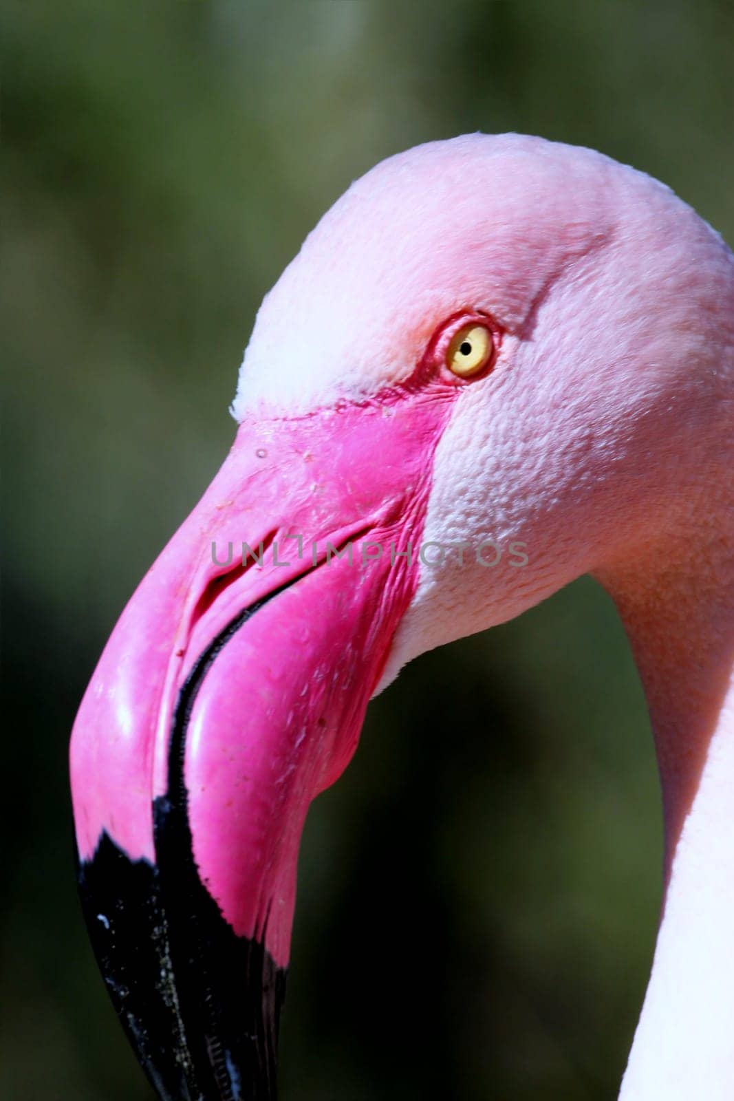 Portrait of a flamingo