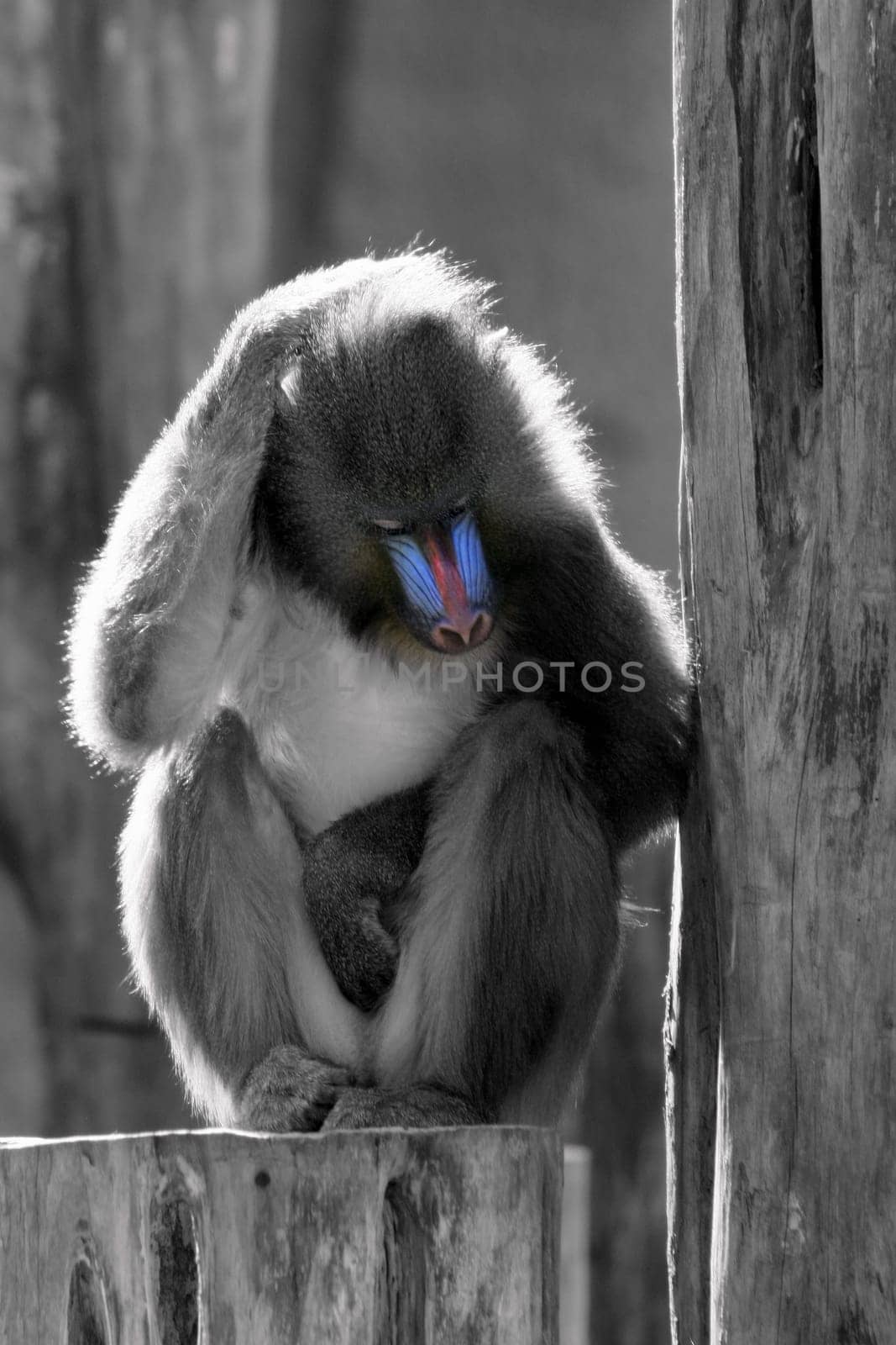 Mandril Monkey