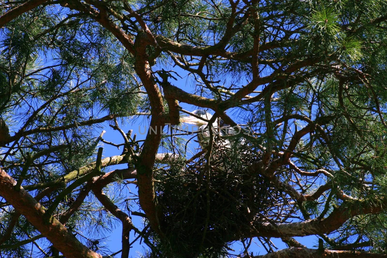 Bird's nest in the tree
