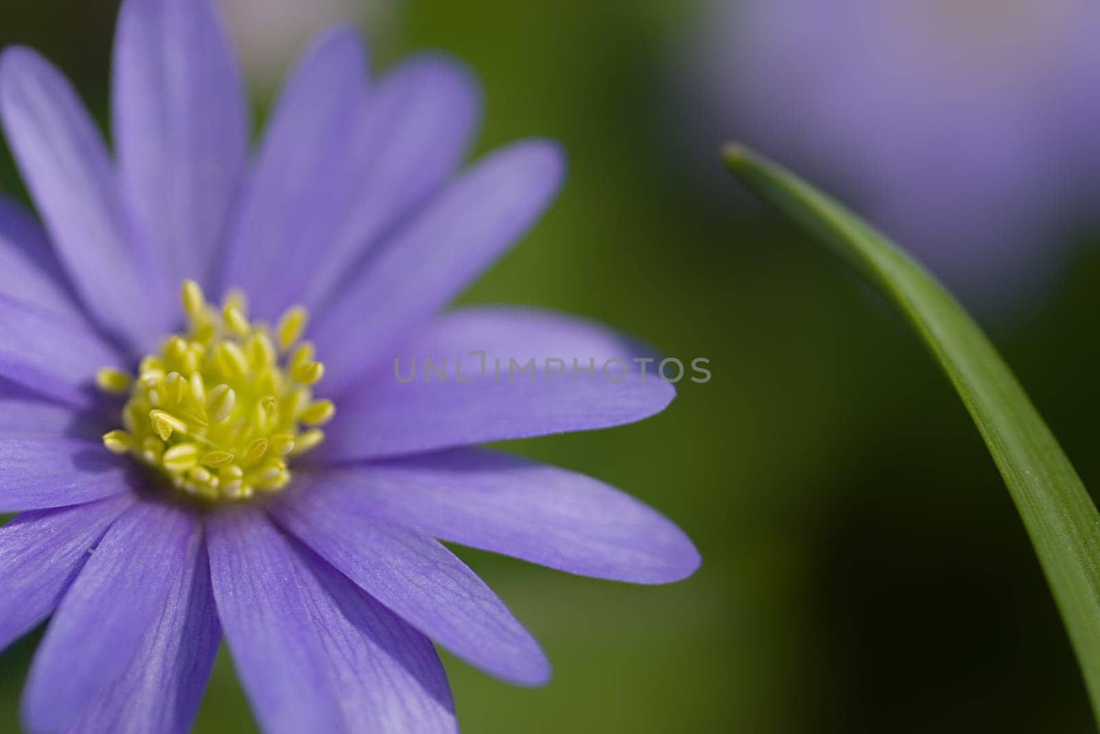 Anemone