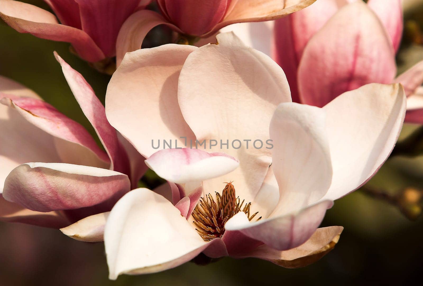 Magnolias - Fantastic flowers