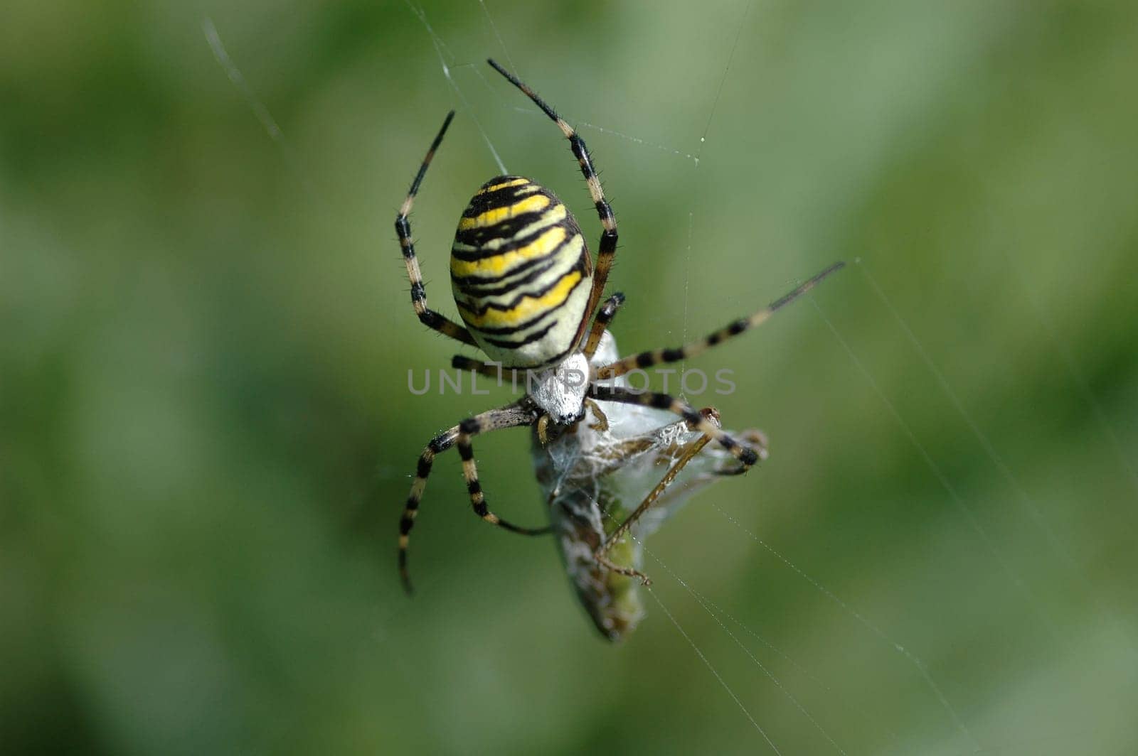 Spider with prey
