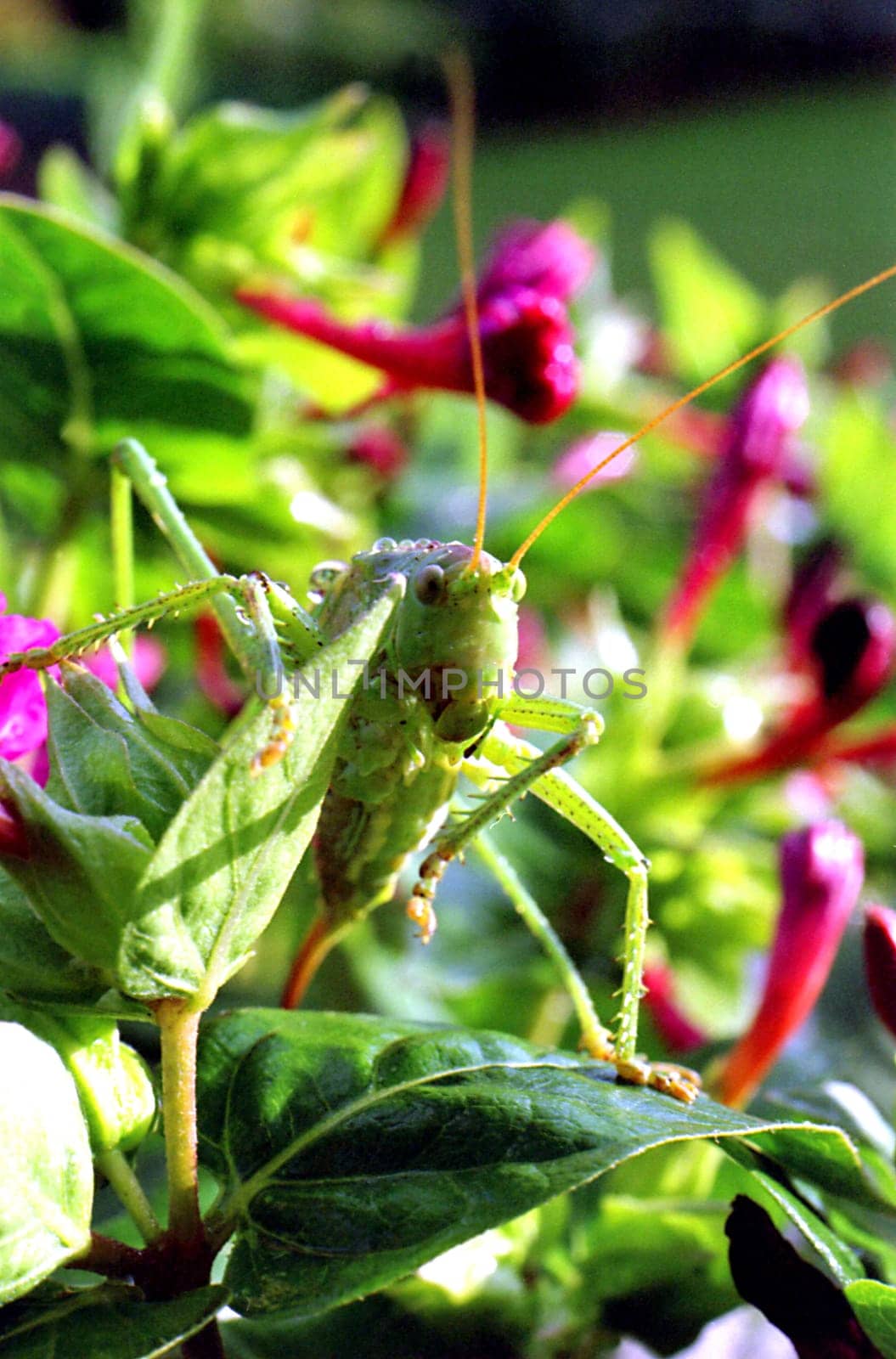Of 1800 known species,the European praying mantis is the only mantis species in Germany. All others are found in the tropics and subtropics. The grasshoppers (Mantodea) are an order of insects and belong to the flying insects.