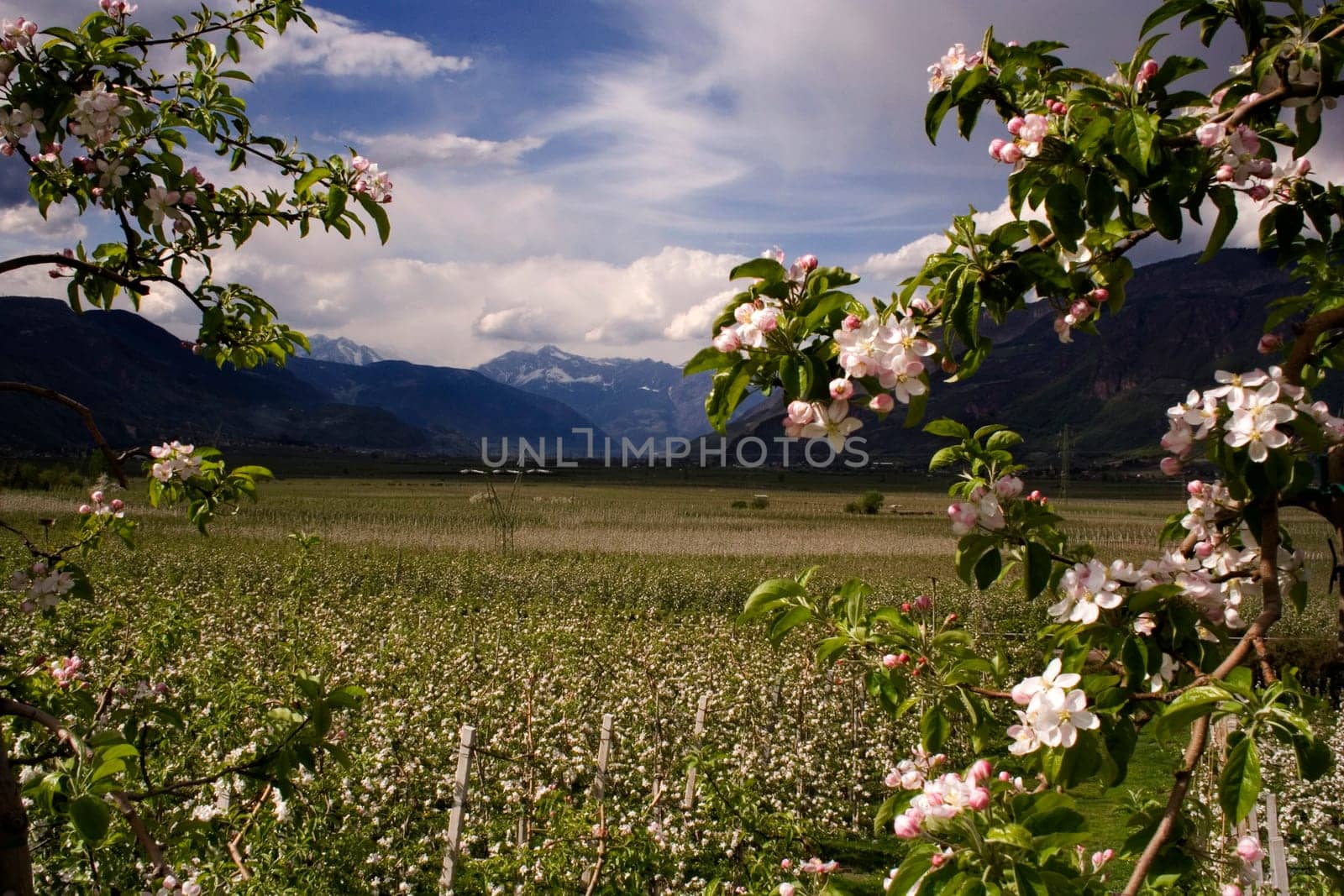 Adige Valley