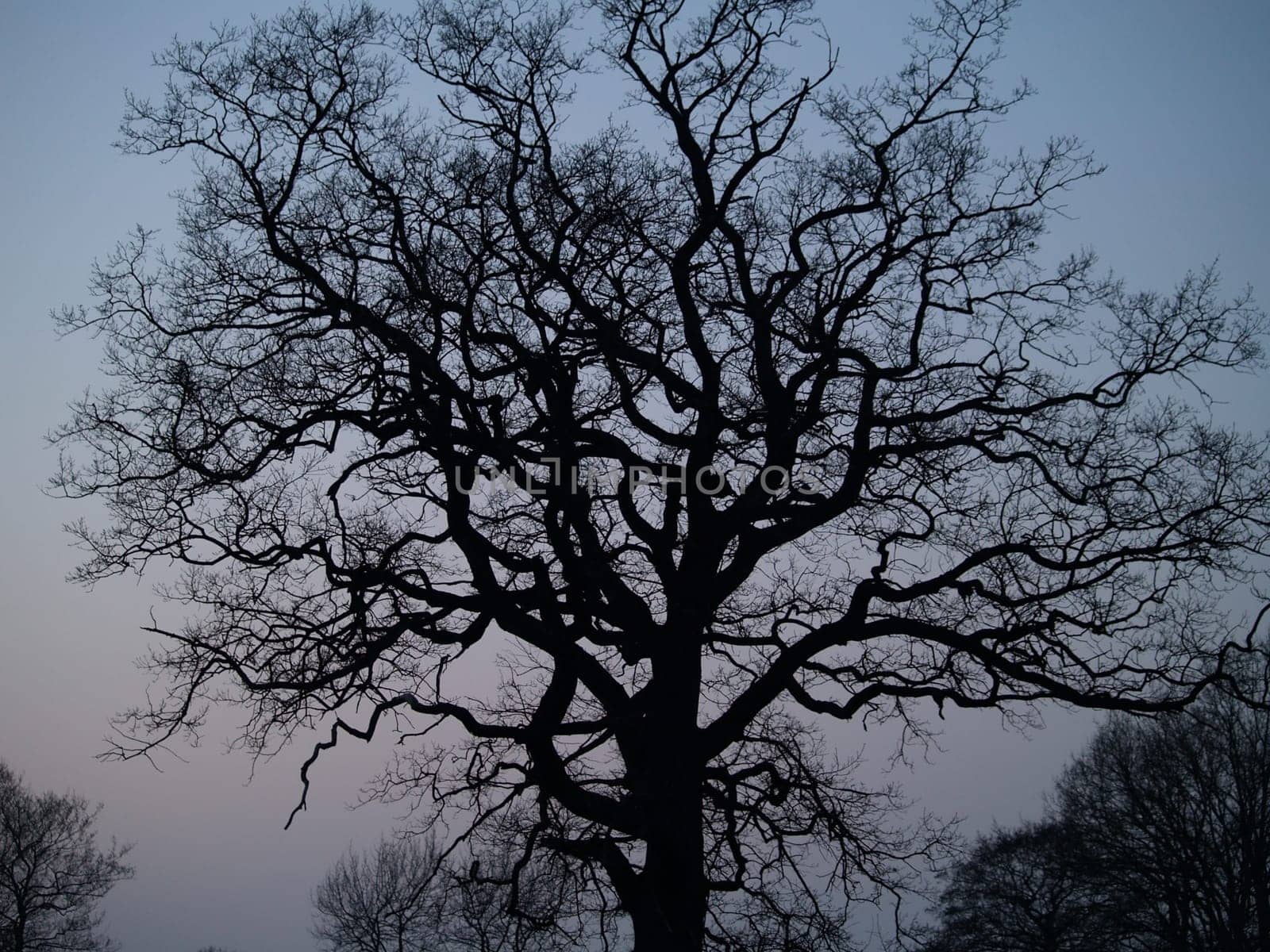 tree without christmas