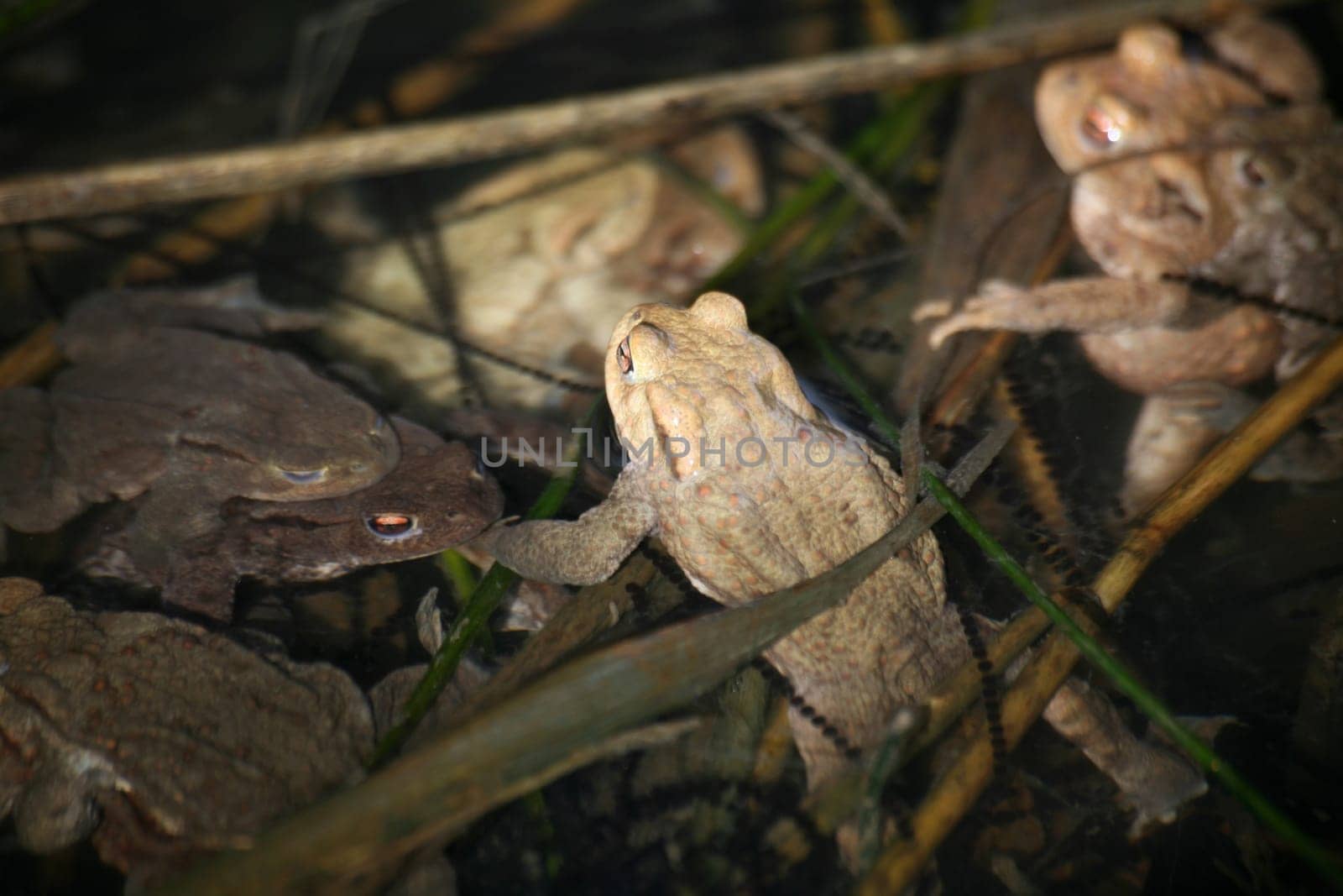 Swarm of toads in a pond