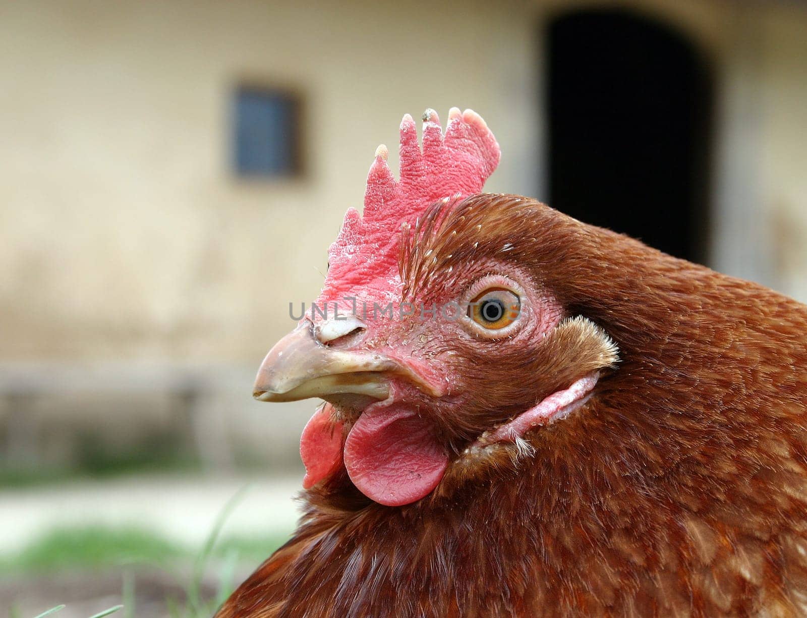 Chicken