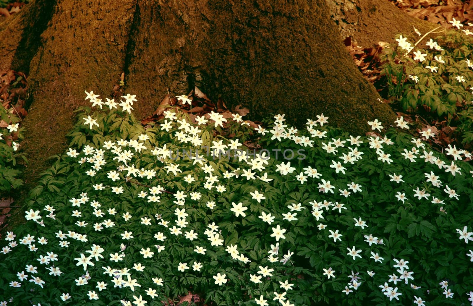 Surrounded