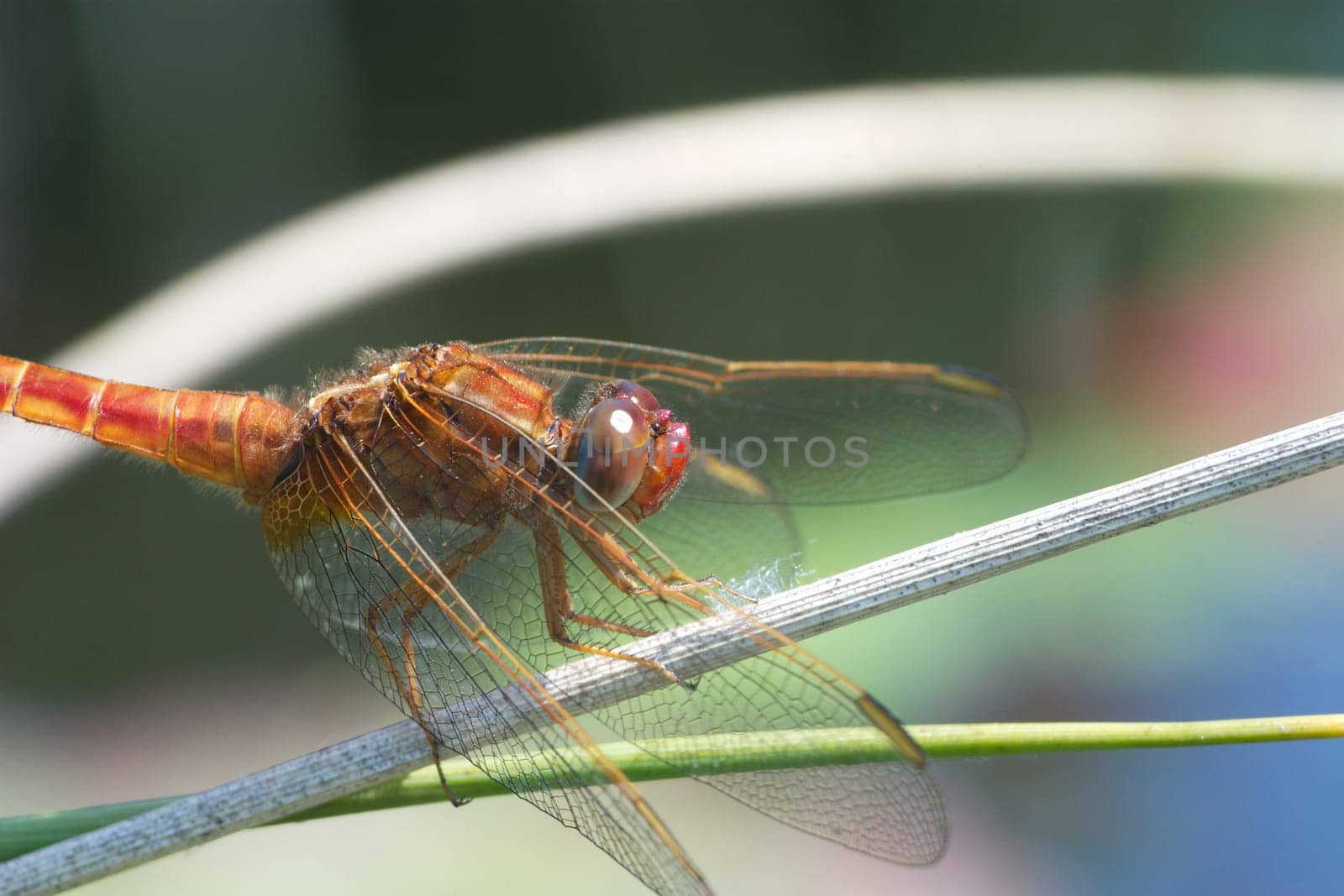 Scarlet dragonfly