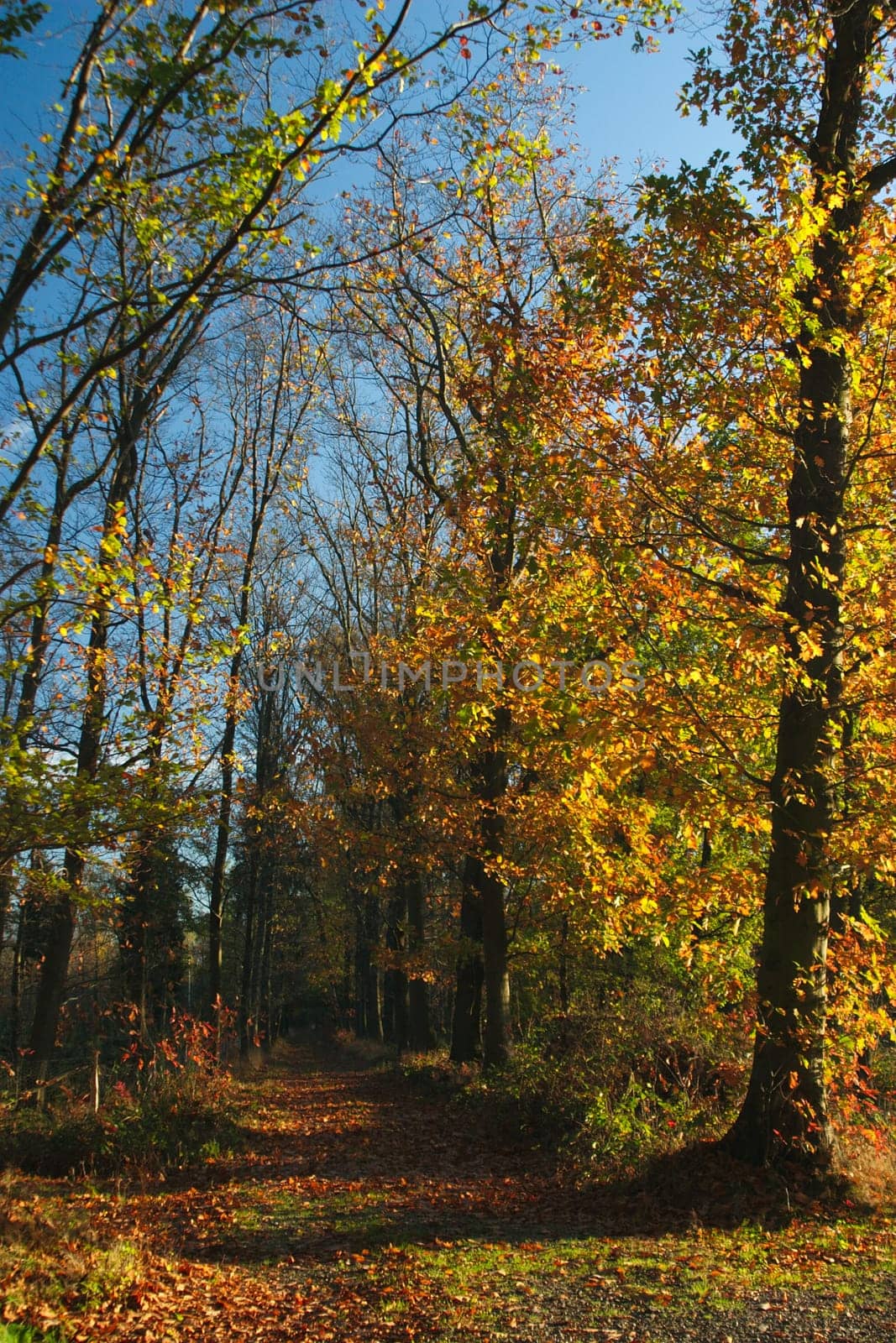Autumn Forest 2