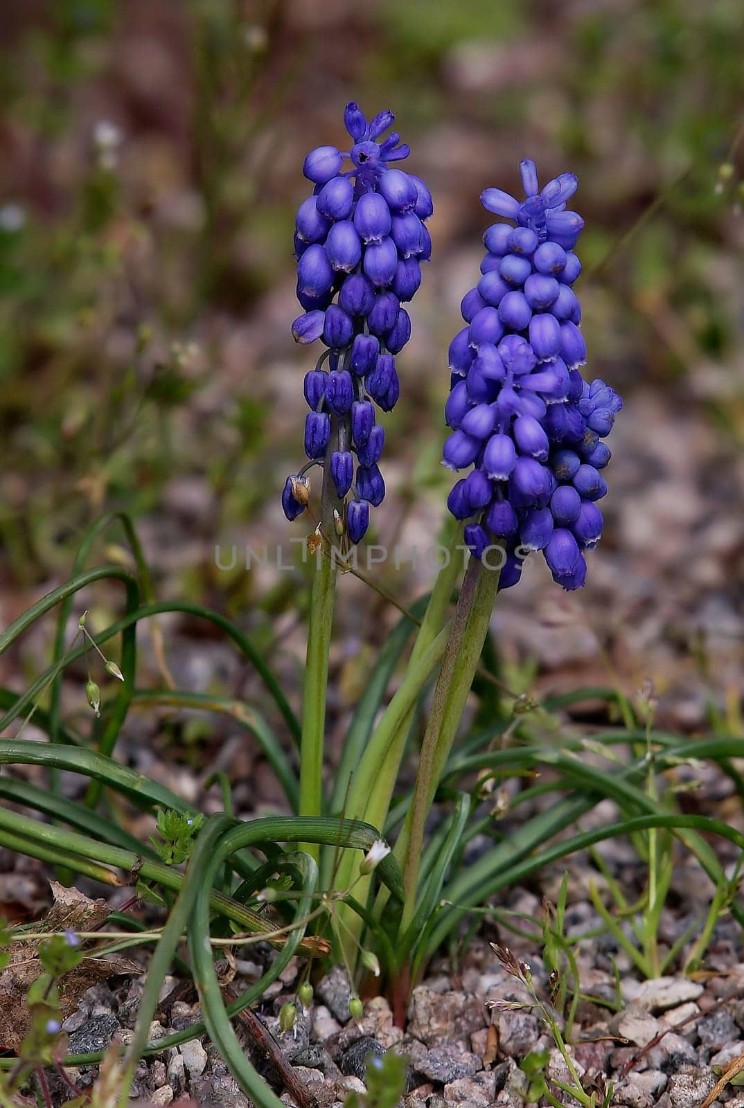 Small,wild and poisonous