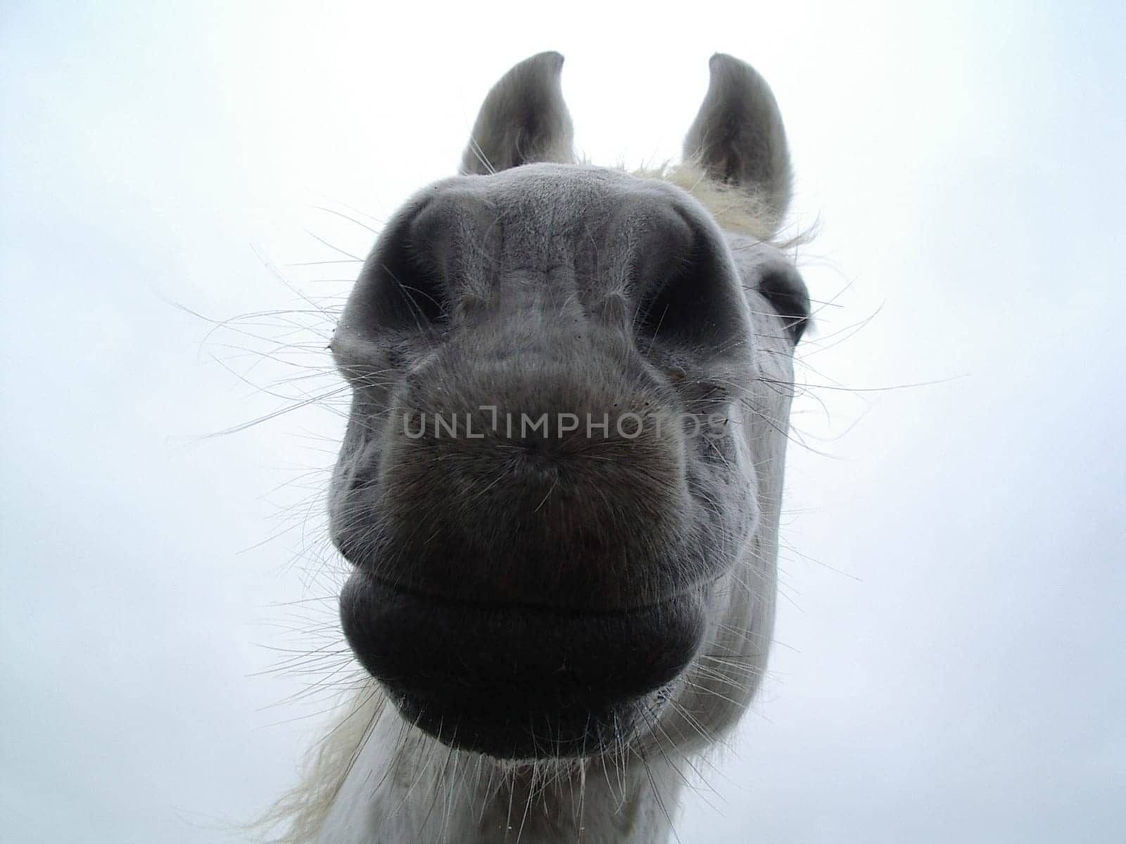 Horse's mouth