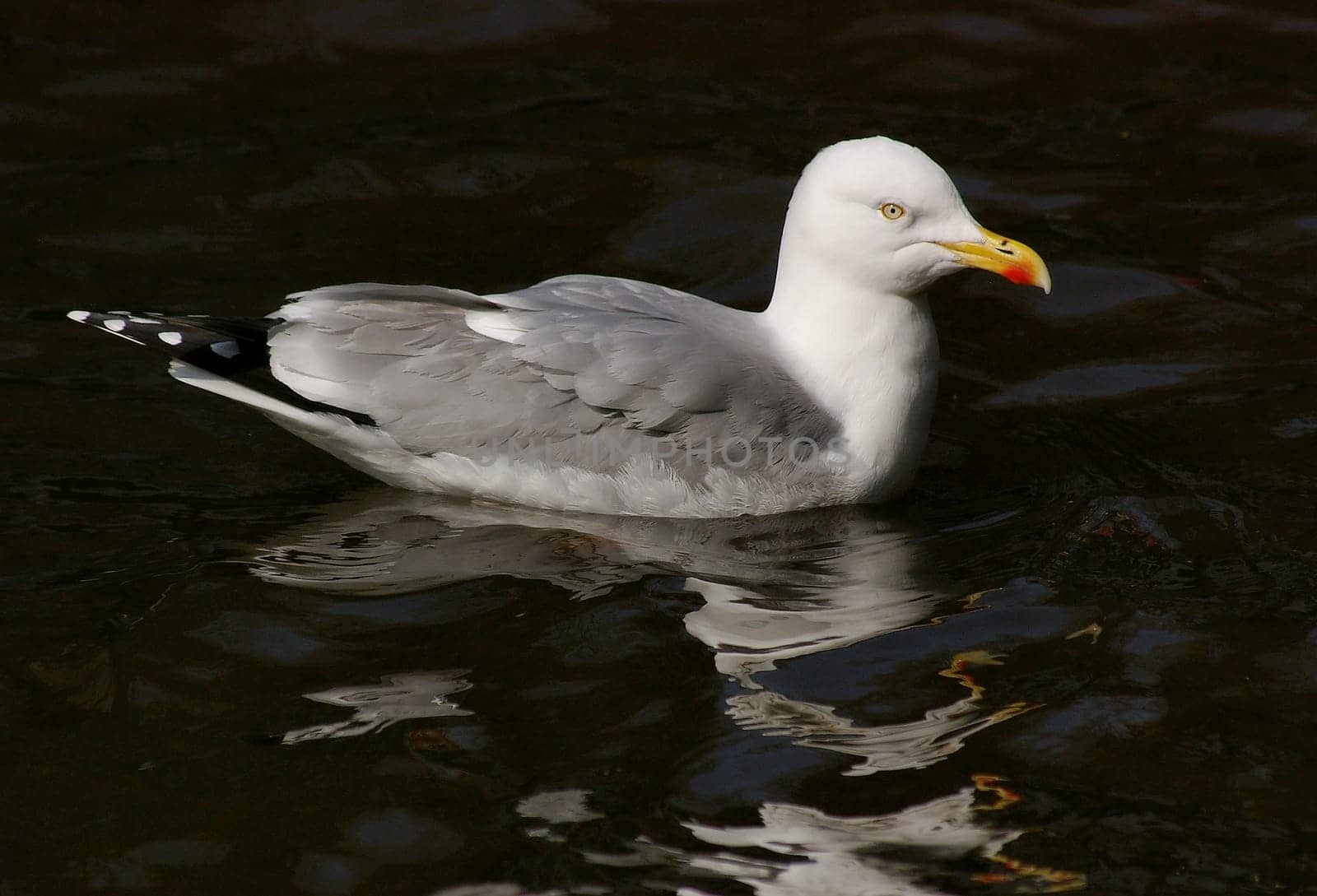 Feathered model