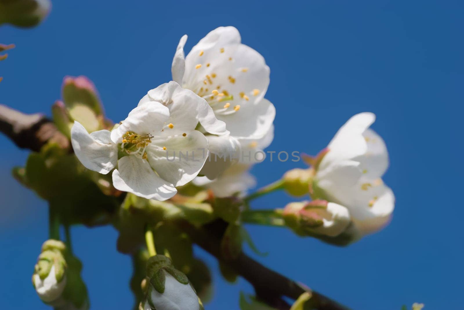 Cherry blossom