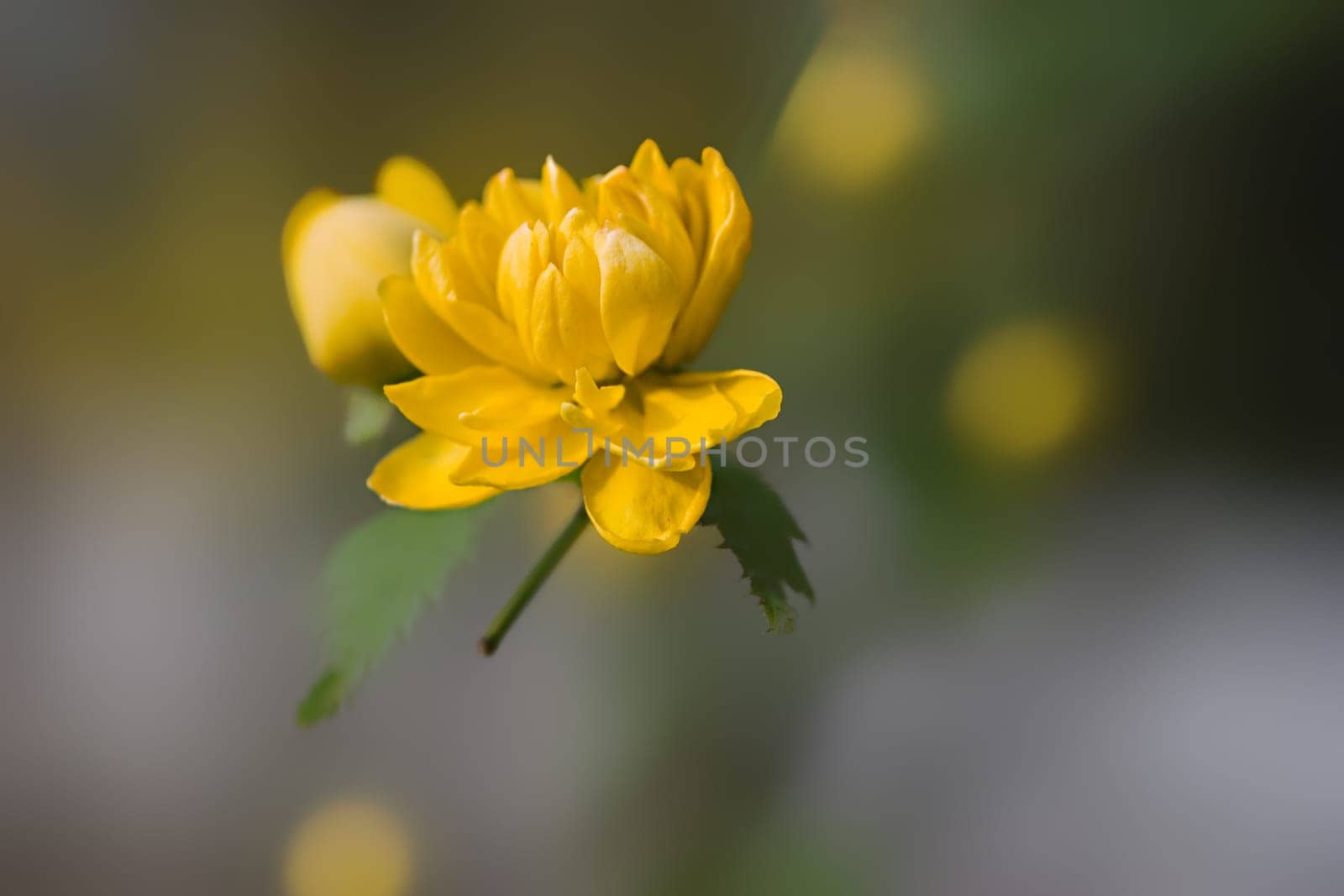 Ranunculus