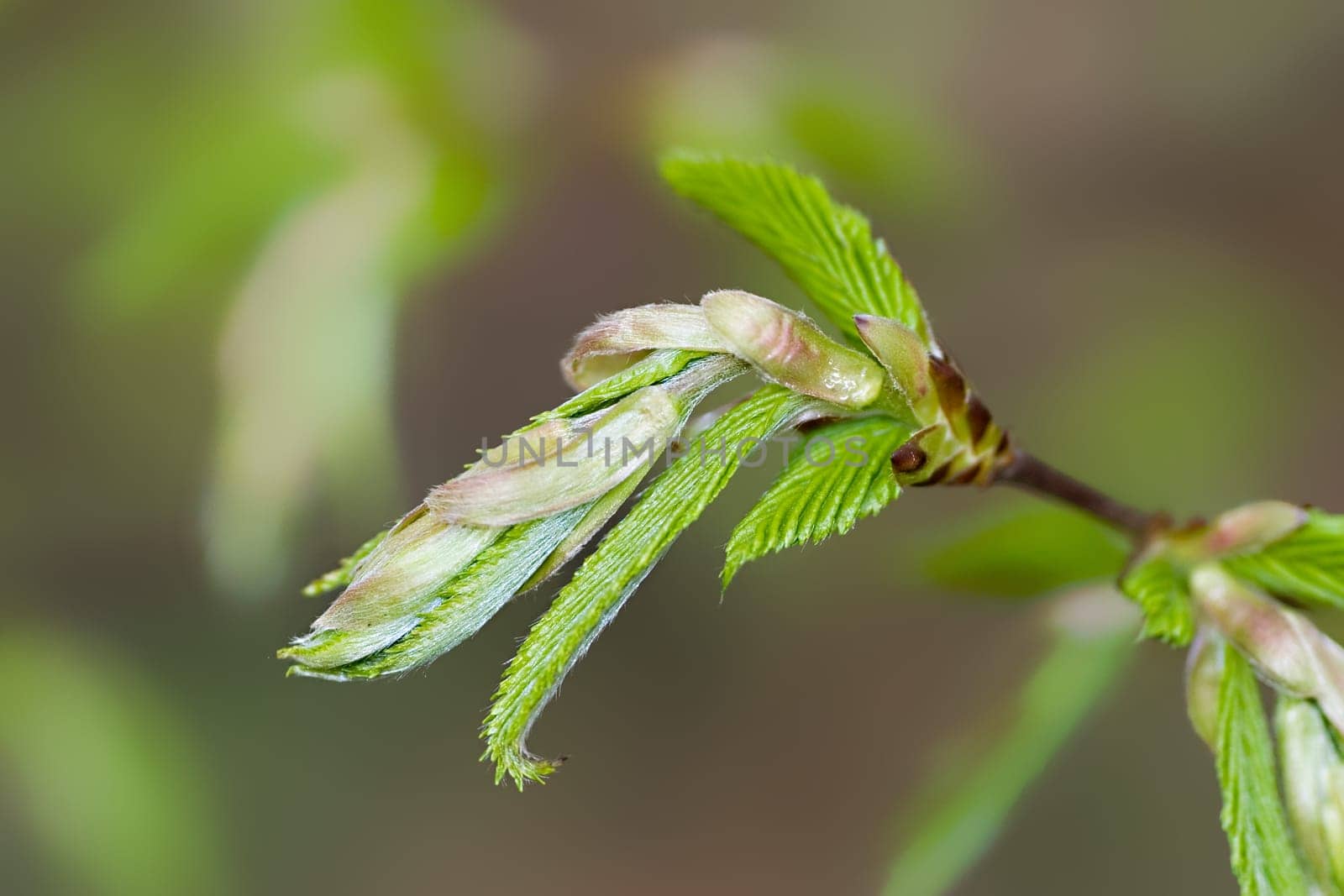 Young beech leaves