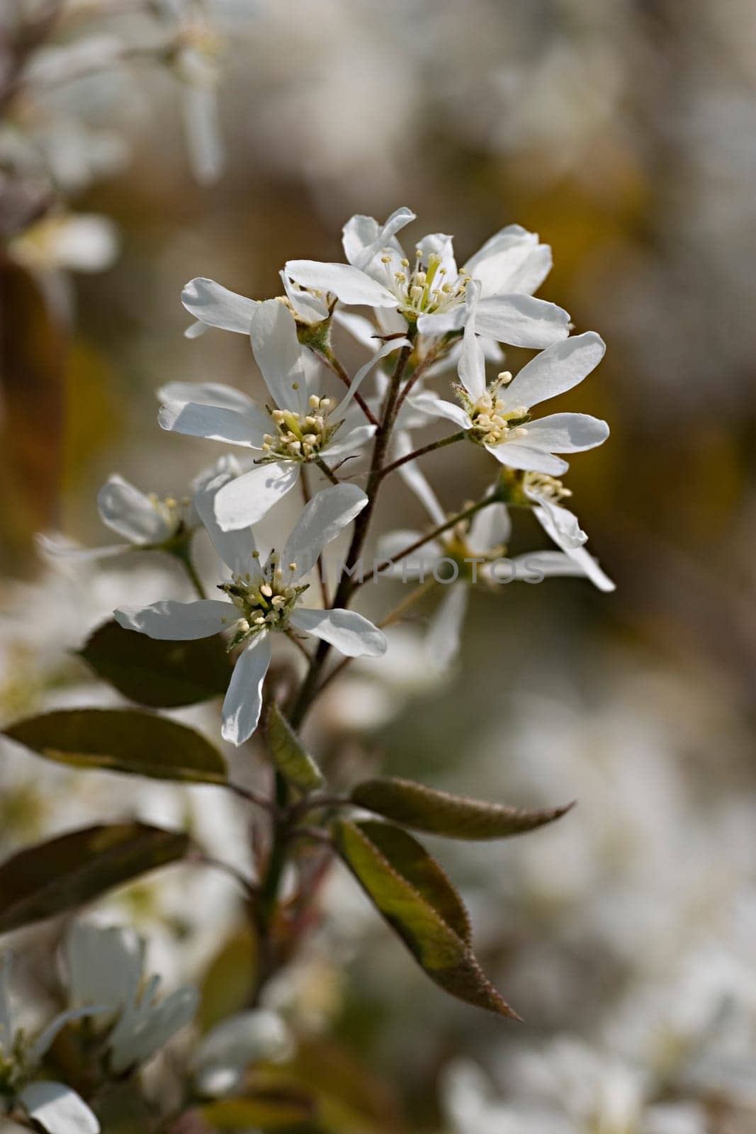 Serviceberry