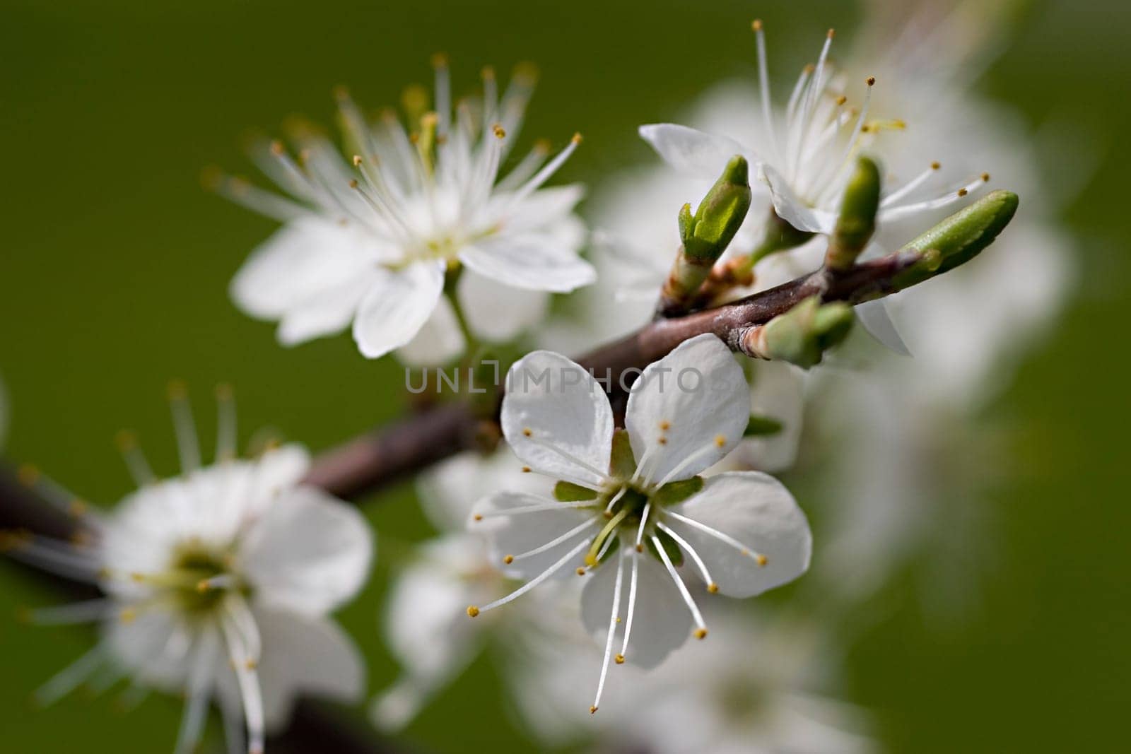 Blackthorn branch