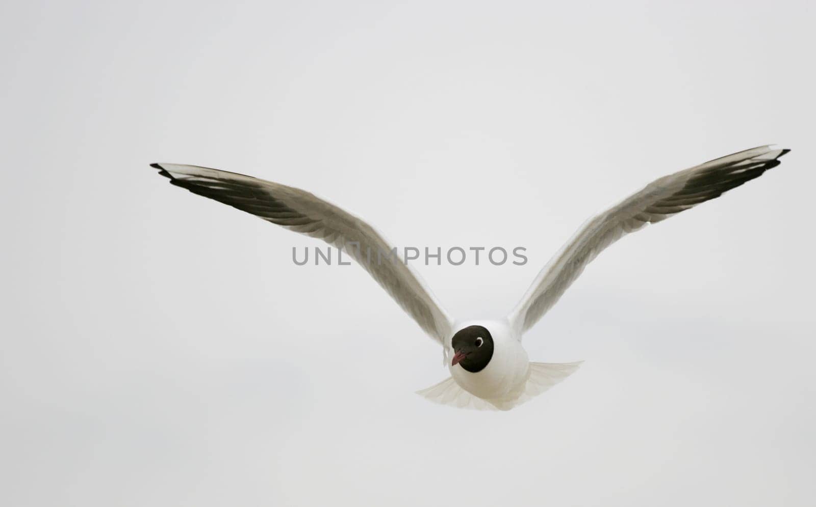 Black-headed gull