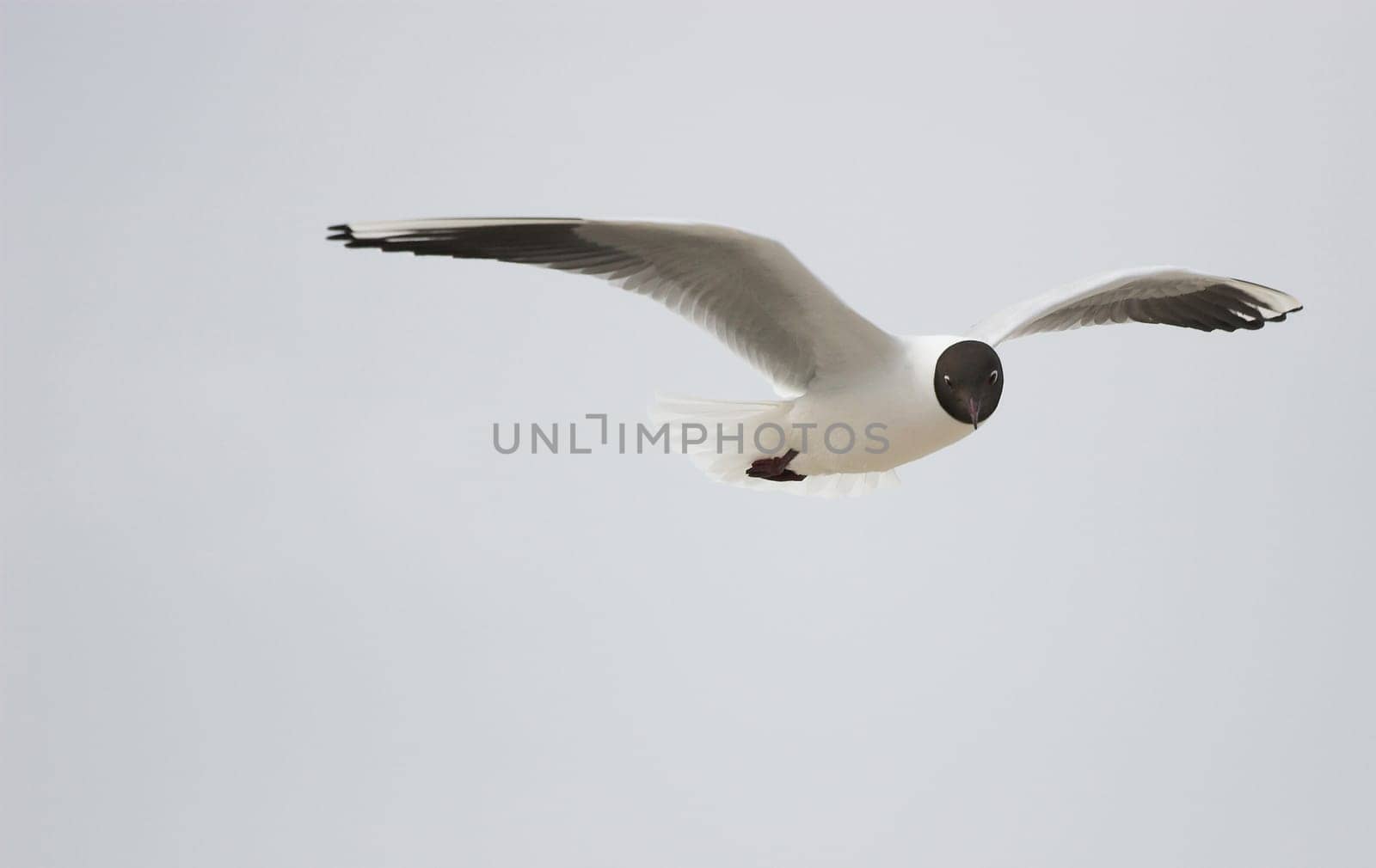 Black-headed gull