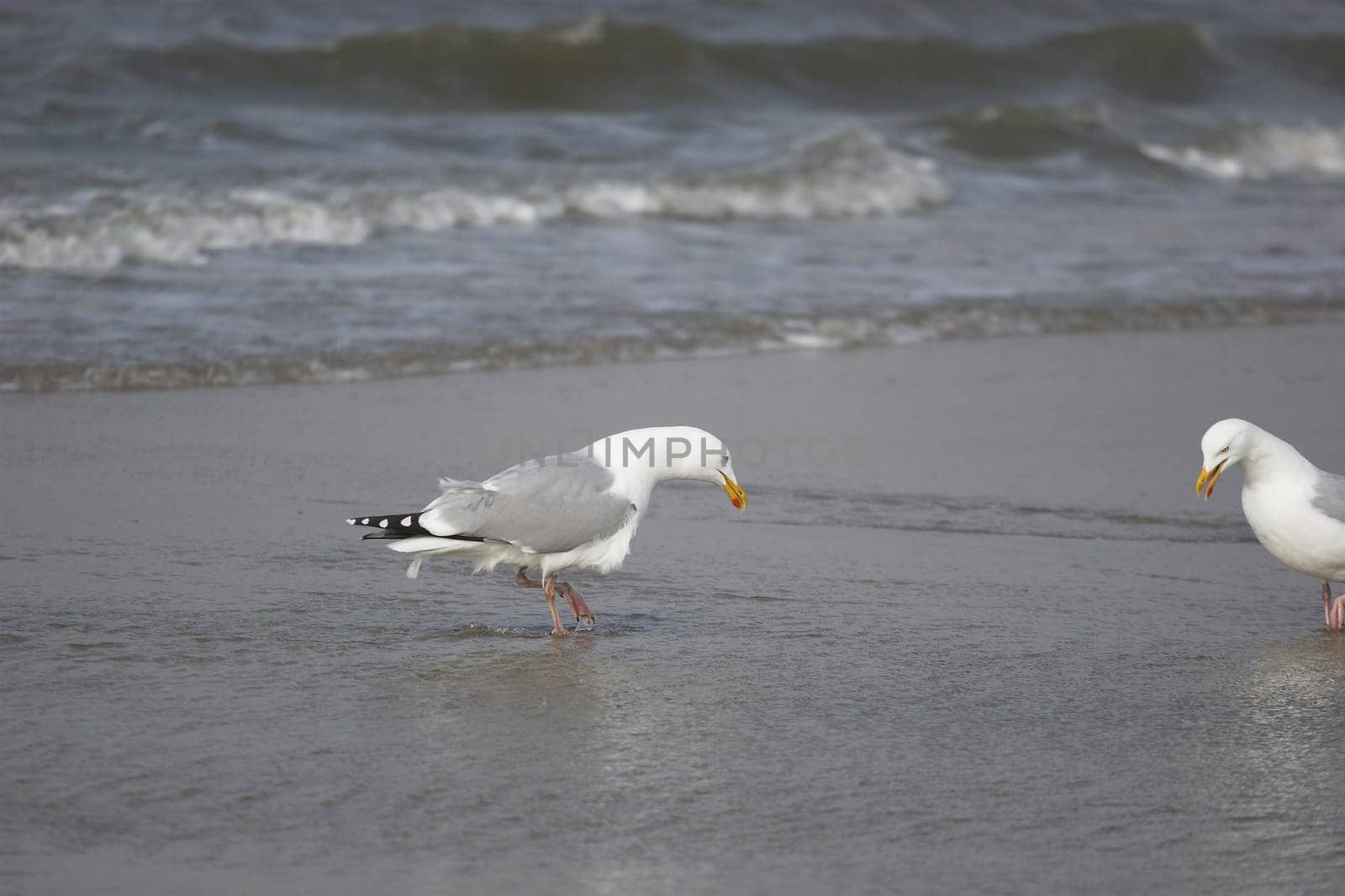 Unfortunately,the second seagull on the right is a bit cut,but found the pose of the left seagull worth seeing...