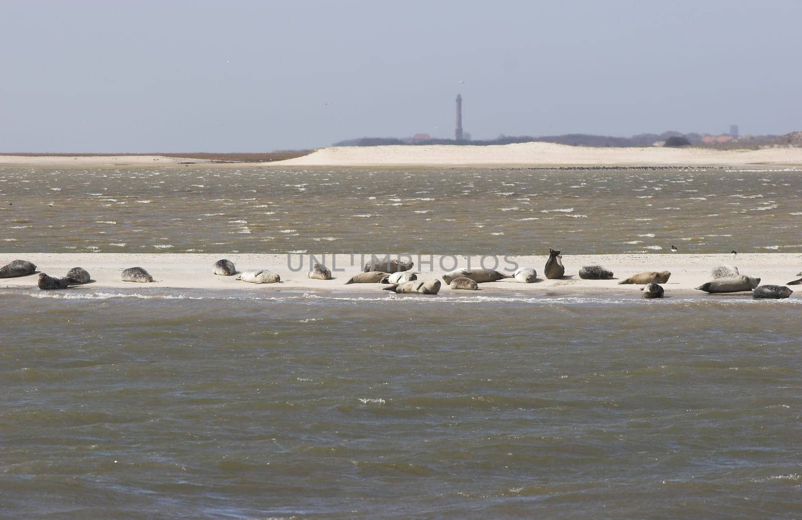 Seals