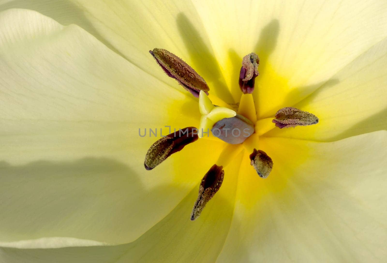 Tulip pistils in the sunlight
