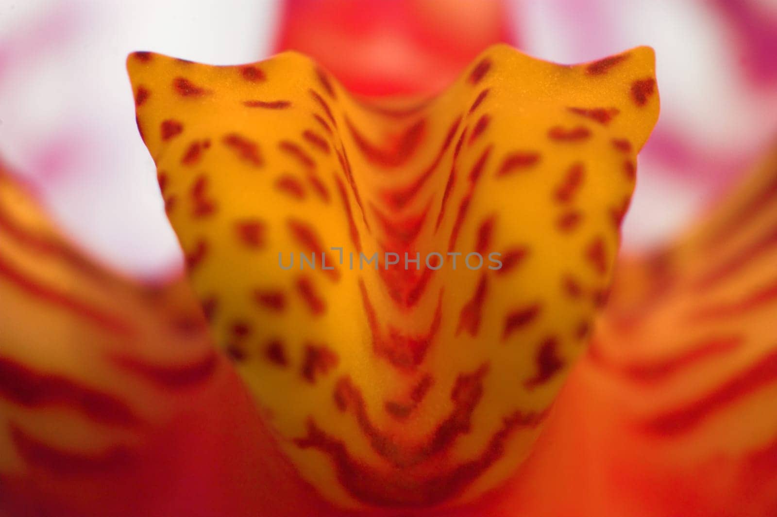 Extreme macro of the interior of a Phalaeonopsis.