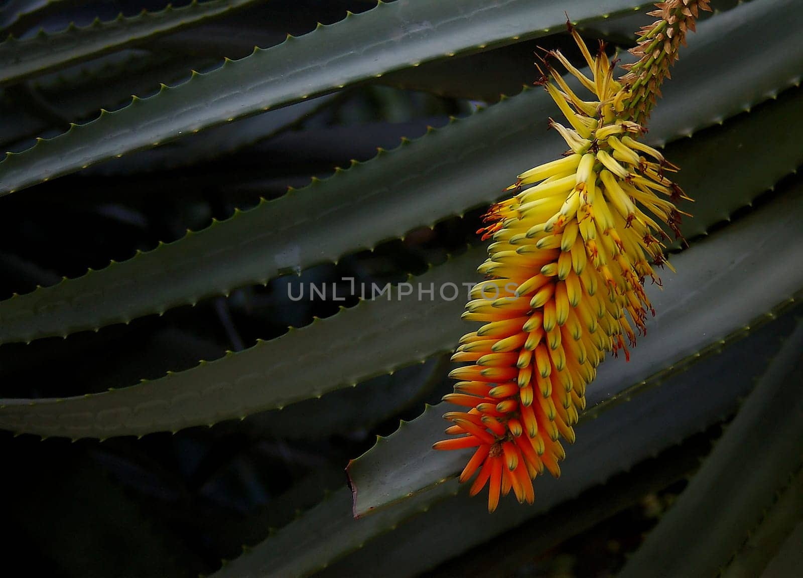 Aloe blossom