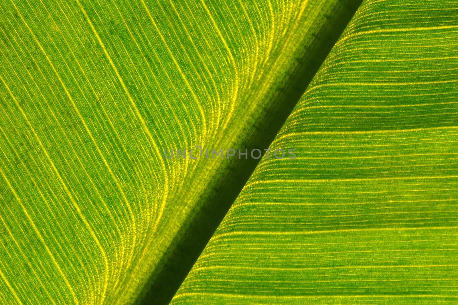 Banana leaf