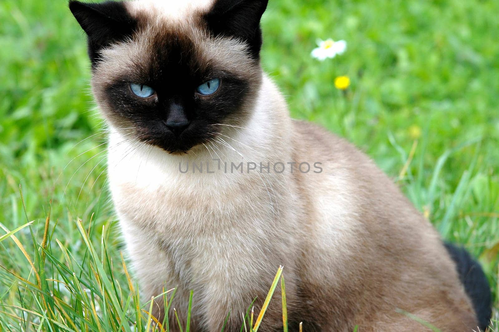 Young cat playing in the grass