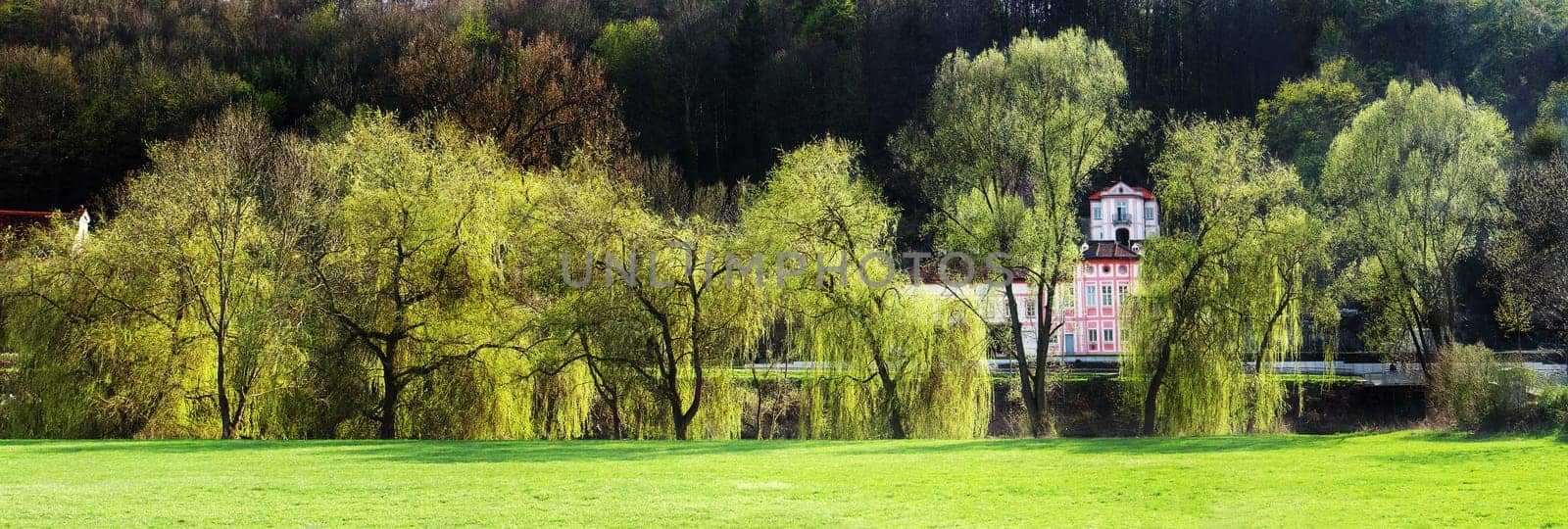 Spring greenery