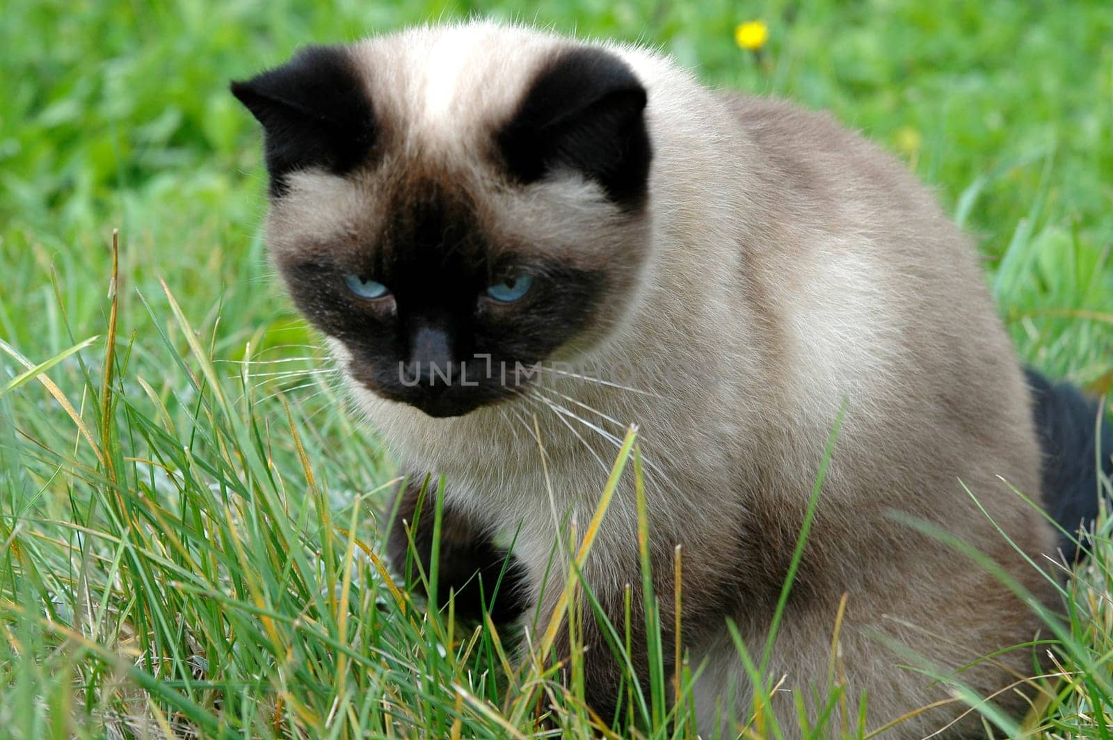 Young cat playing in the grass